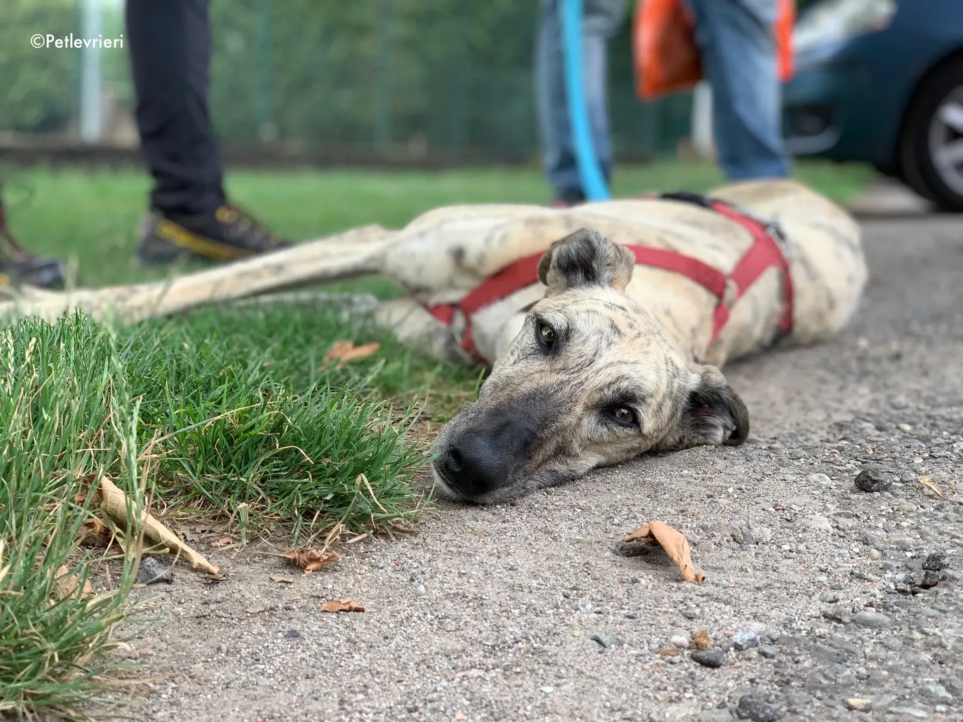 thiago adozione levrieri galgo 4