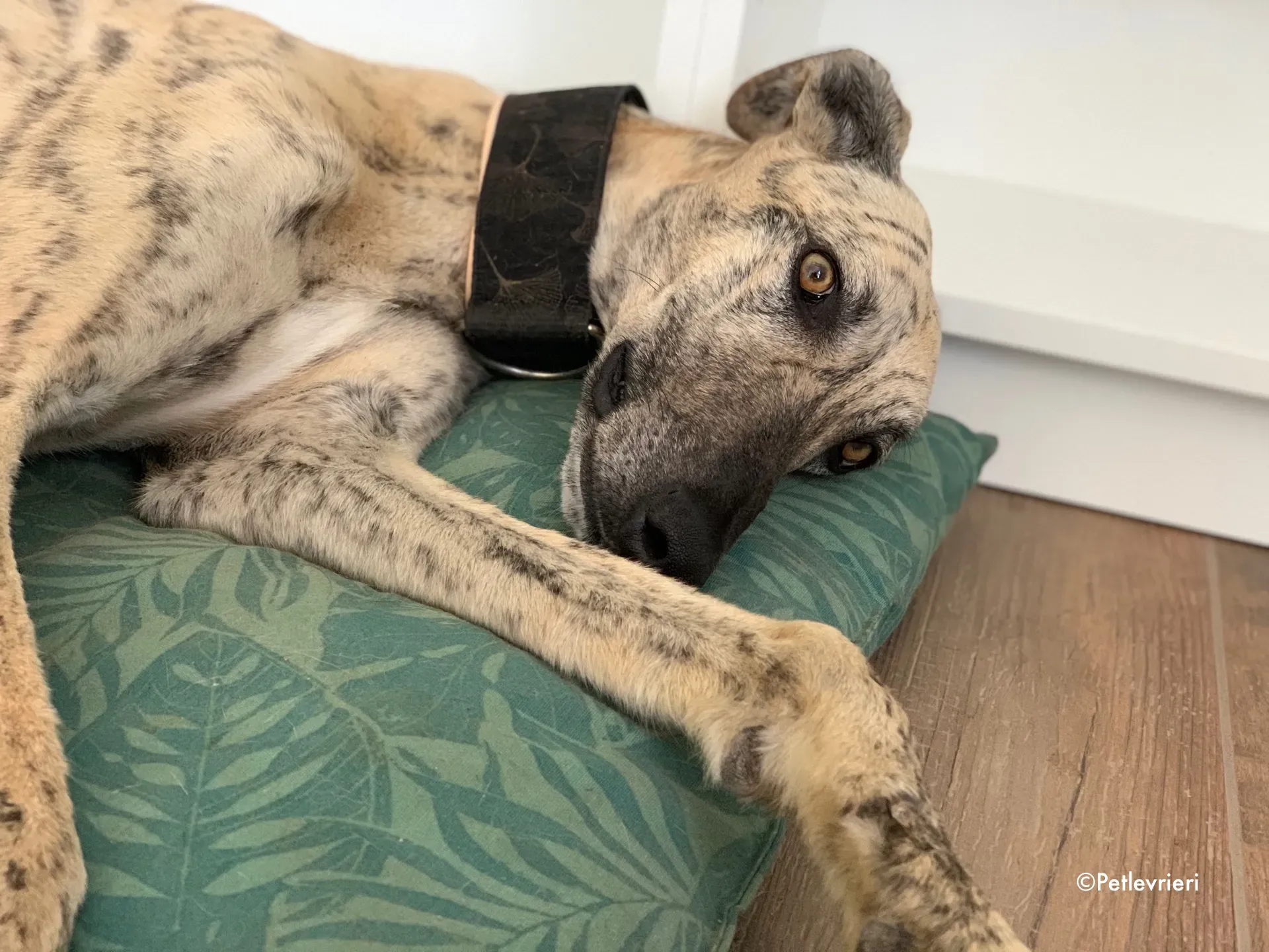 thiago adozione levrieri galgo 5 1