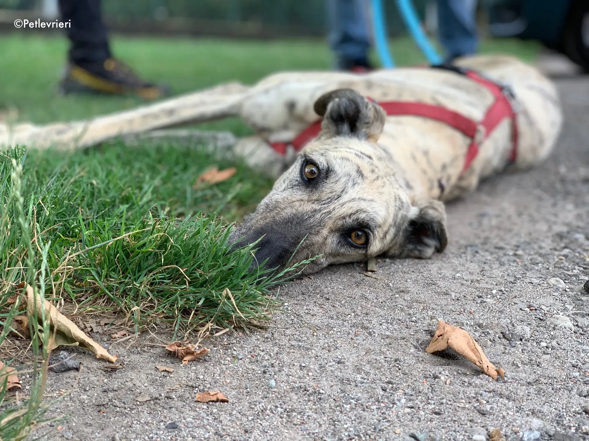 thiago adozione levrieri galgo 5