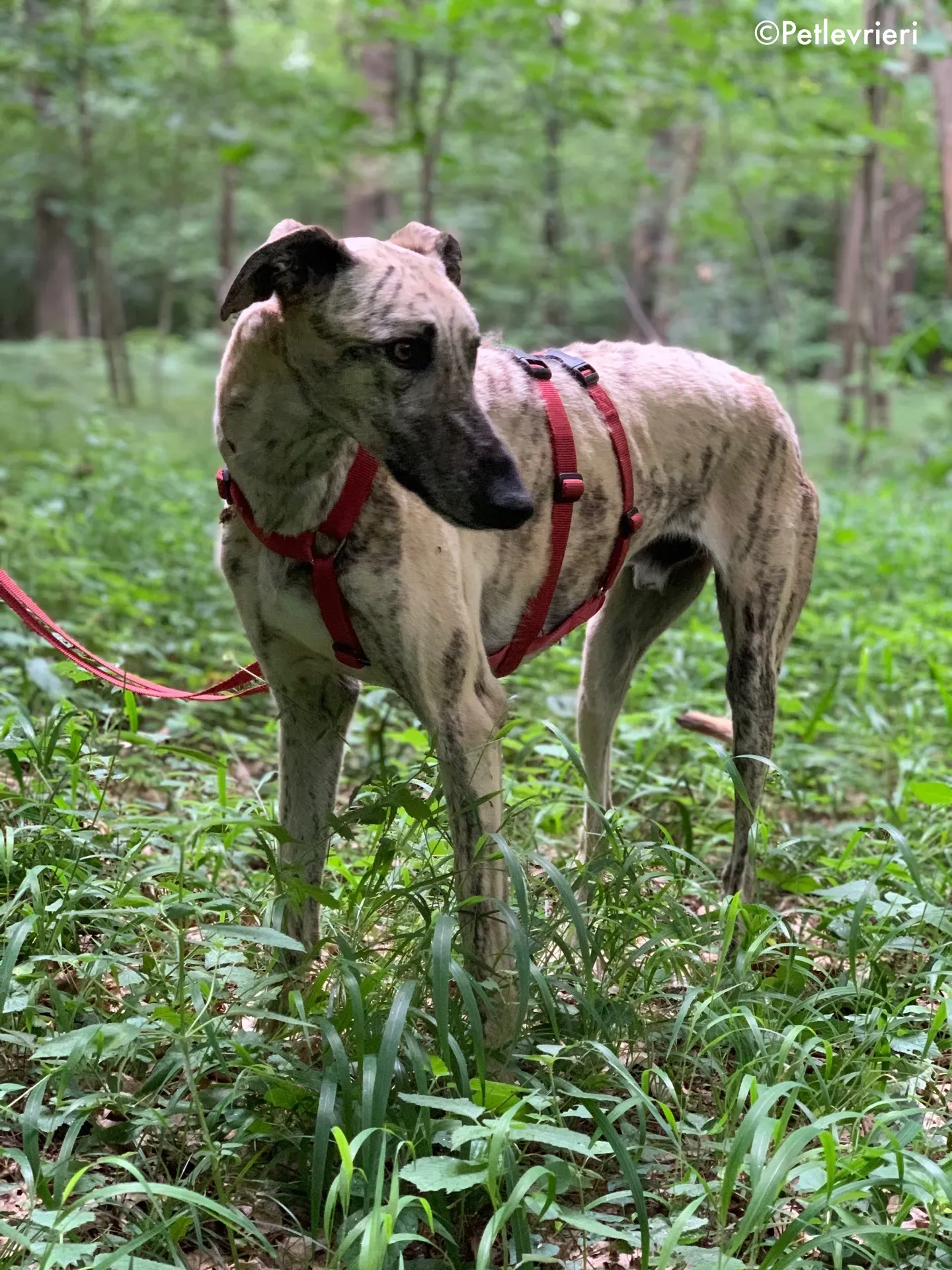 thiago adozione levrieri galgo 6