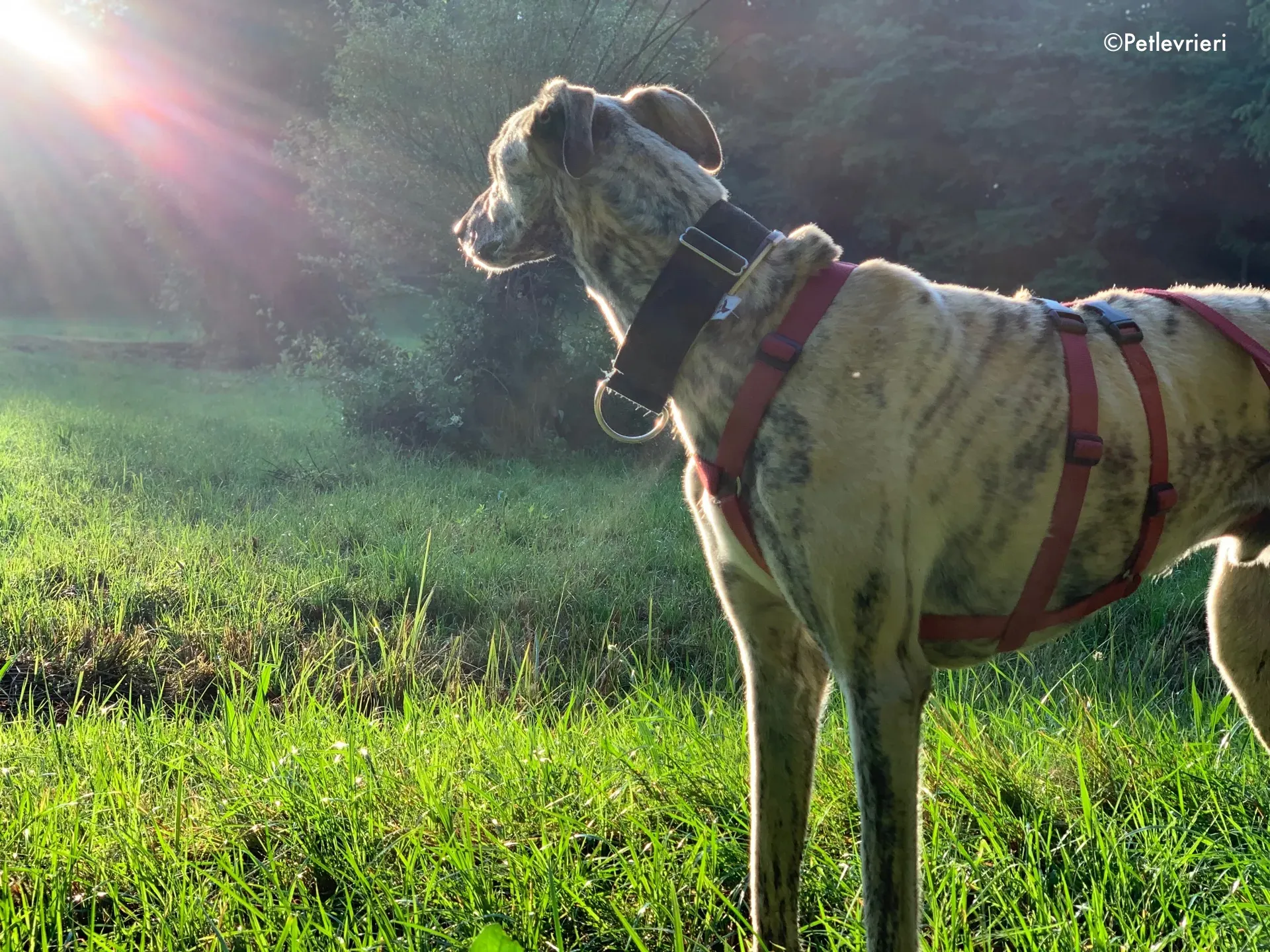 thiago adozione levrieri galgo 7