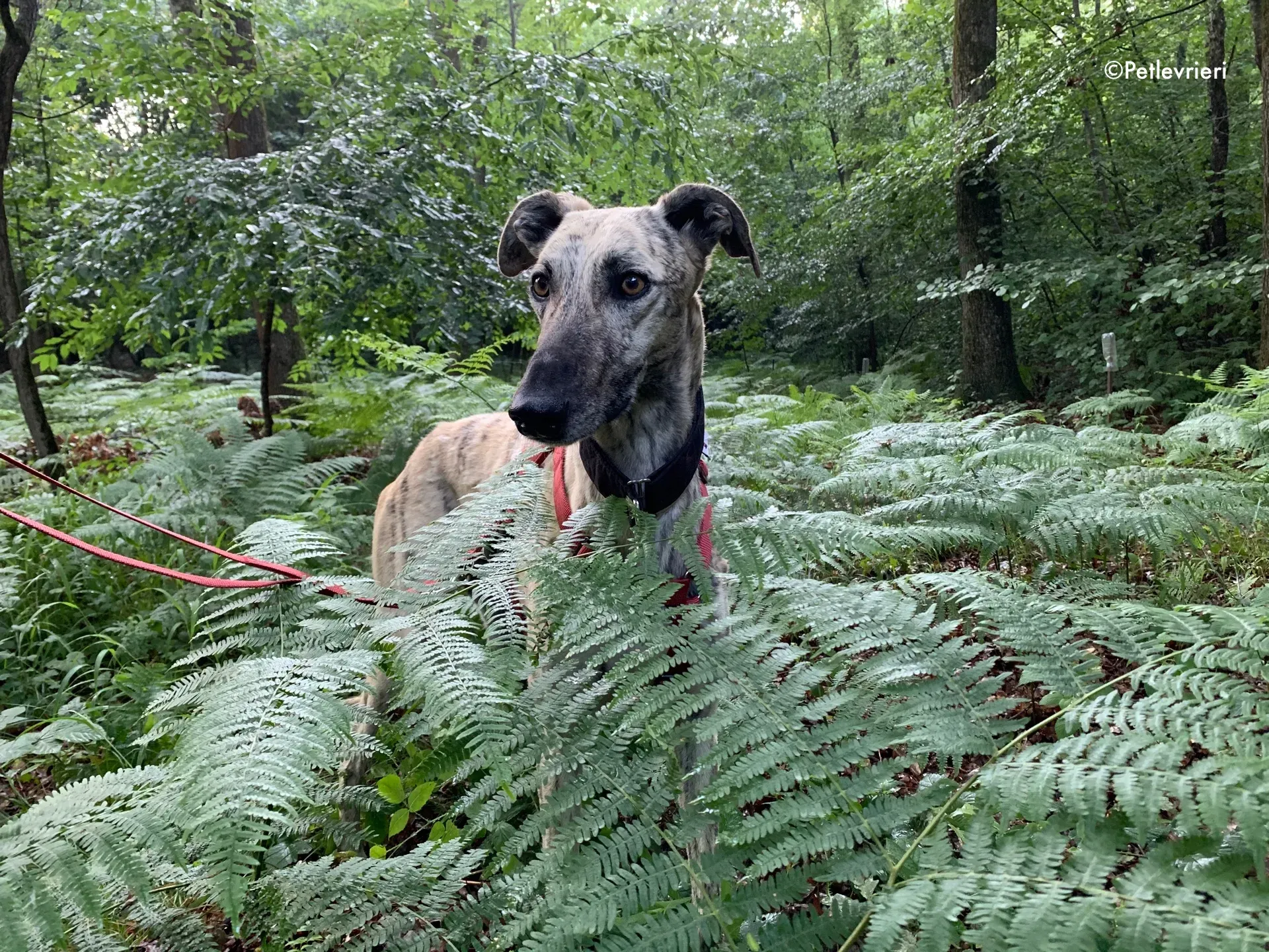 thiago adozione levrieri galgo 8