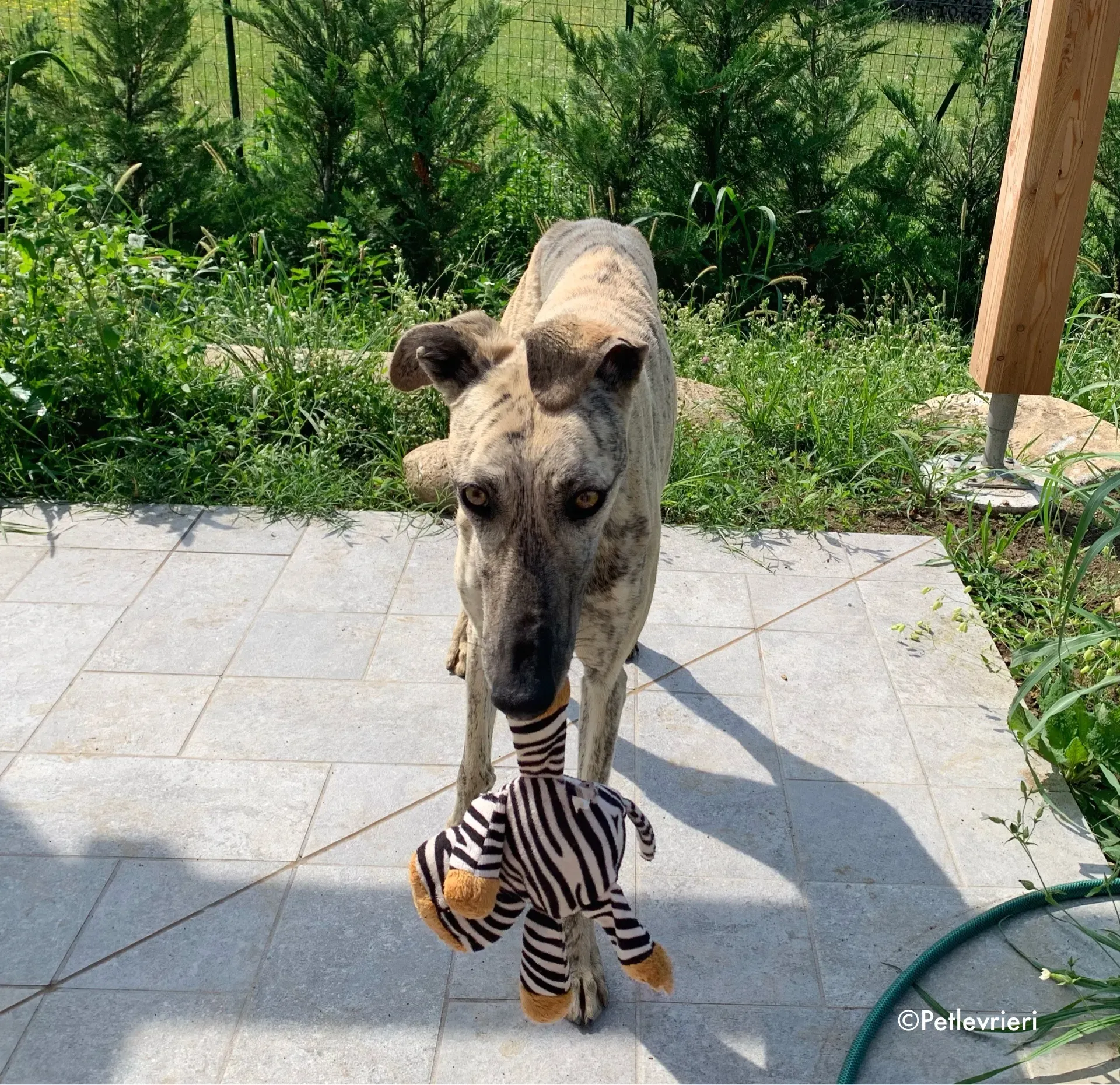 thiago adozione levrieri galgo 9