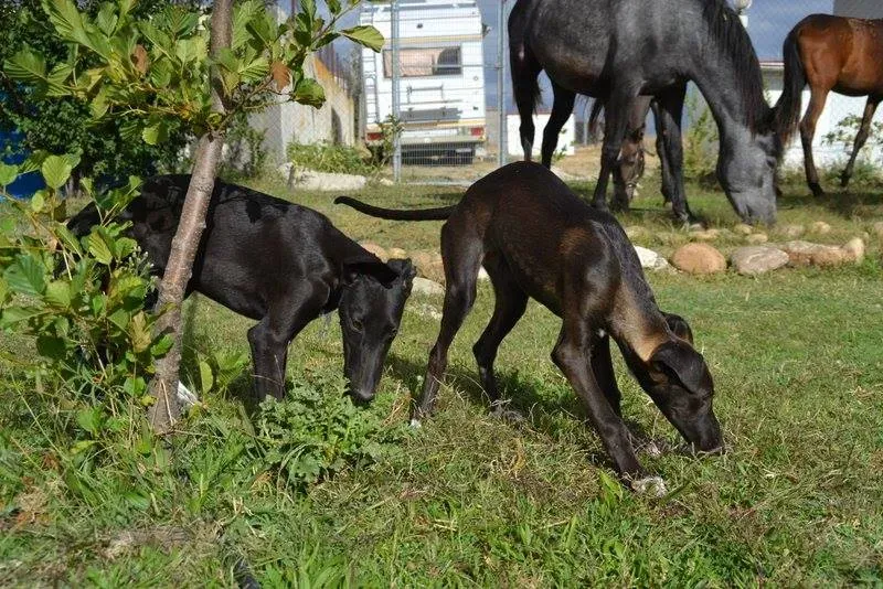 thiago e soledad 251