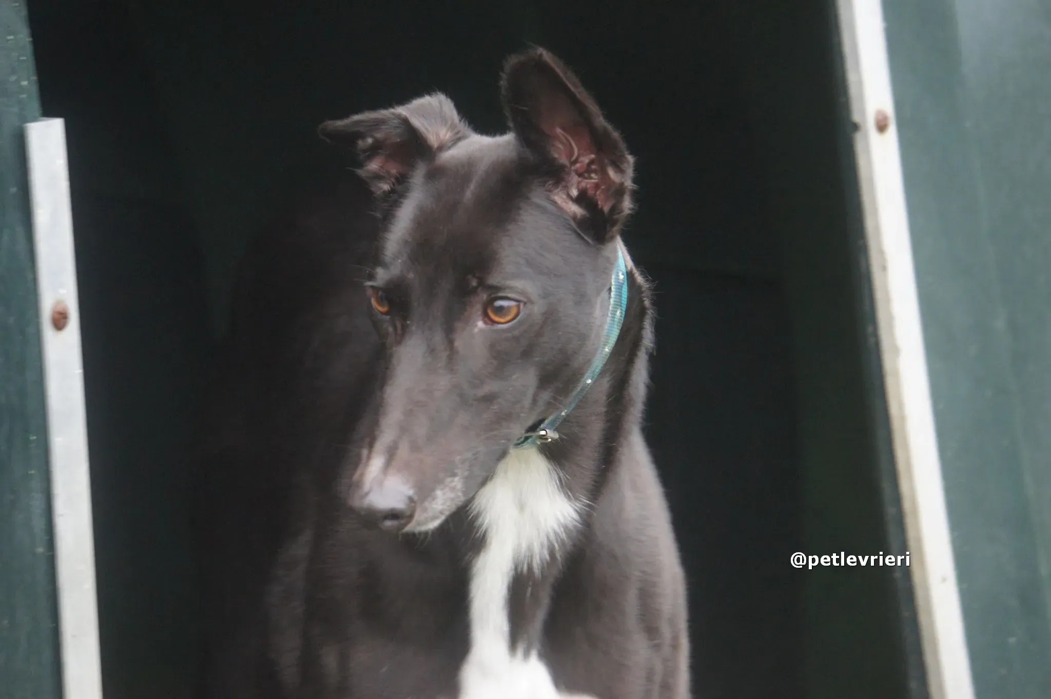 thomas adozione greyhound pet levrieri 01