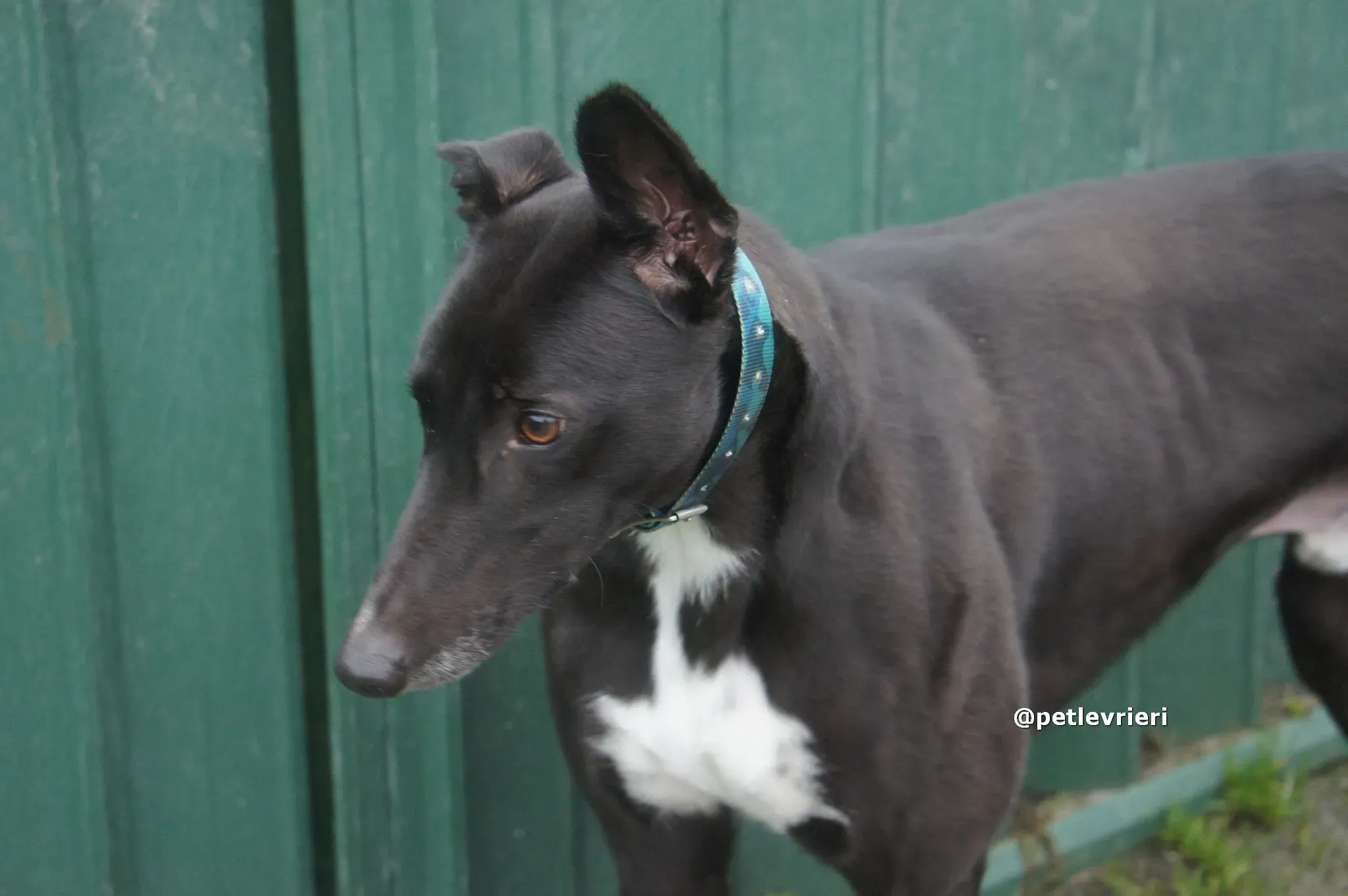 thomas adozione greyhound pet levrieri 02