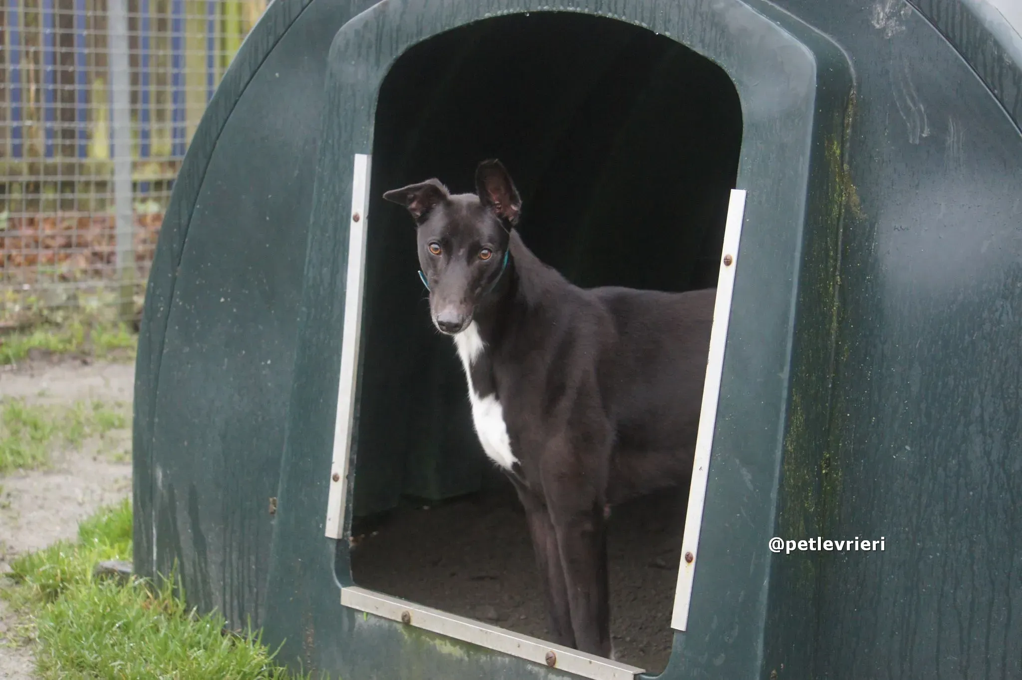 thomas adozione greyhound pet levrieri 03