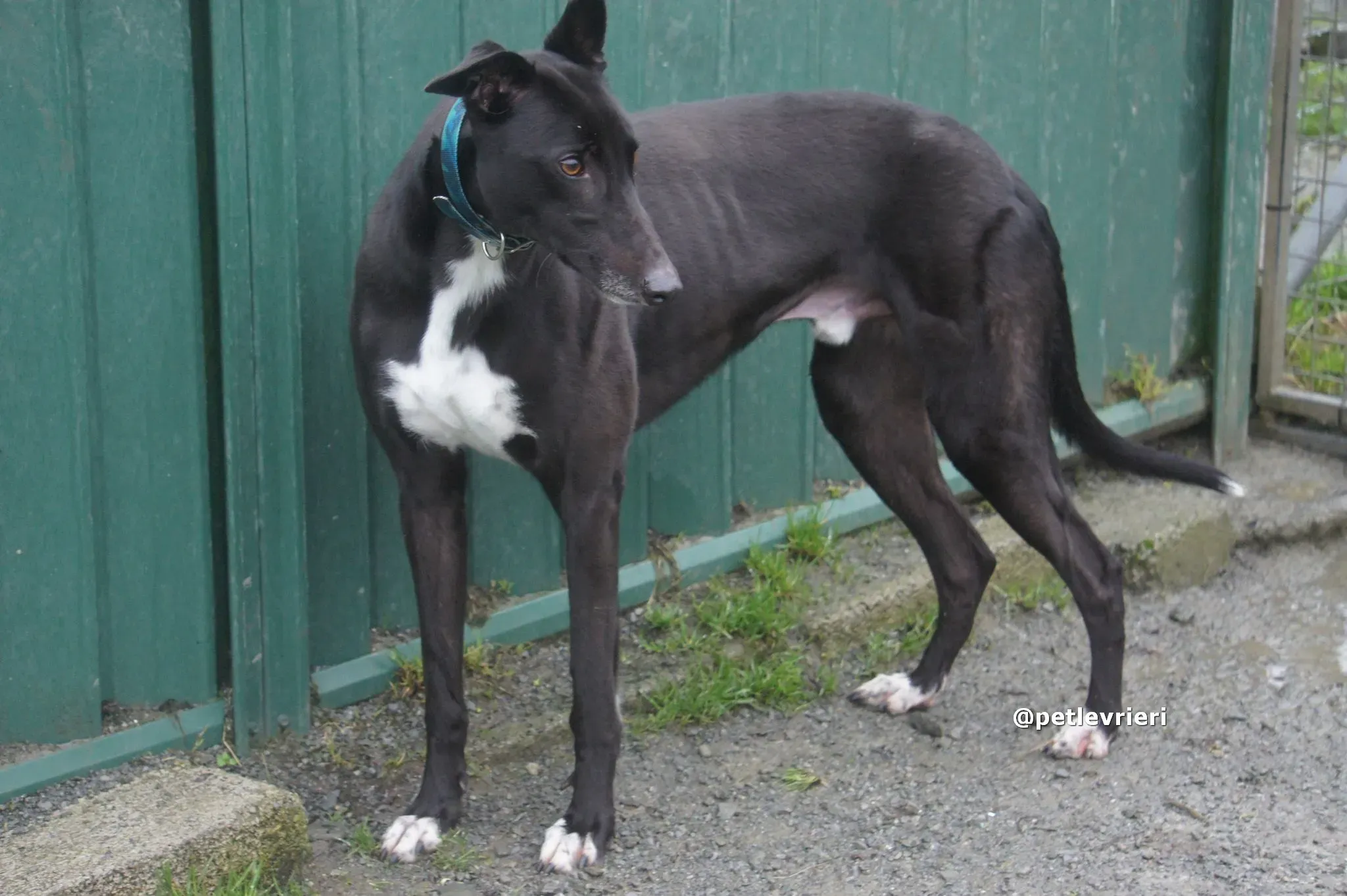 thomas adozione greyhound pet levrieri 04