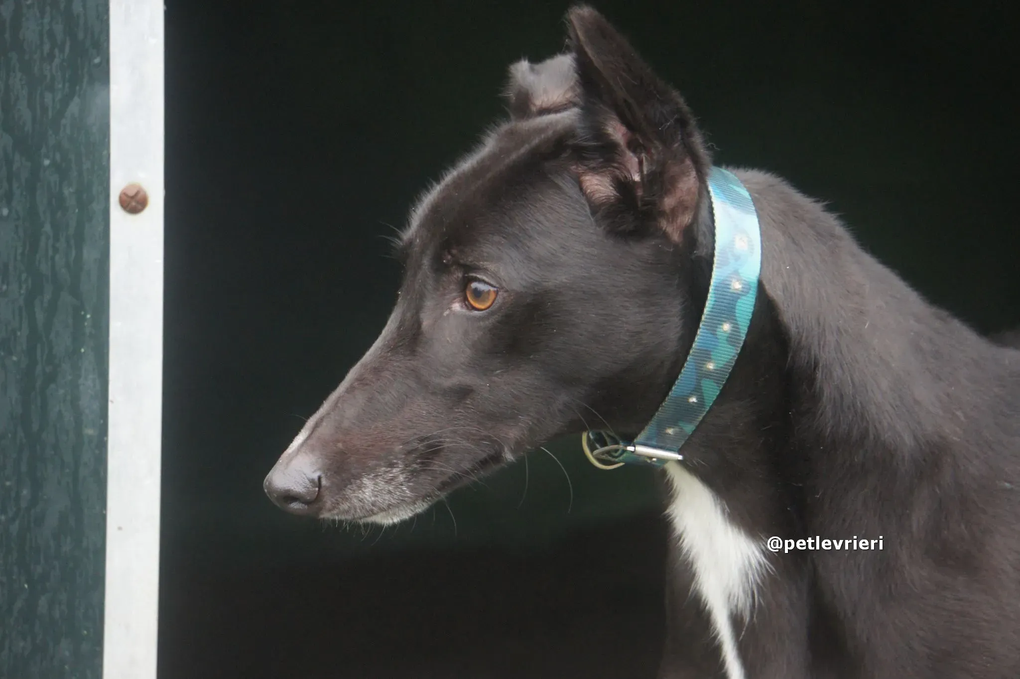 thomas adozione greyhound pet levrieri 05