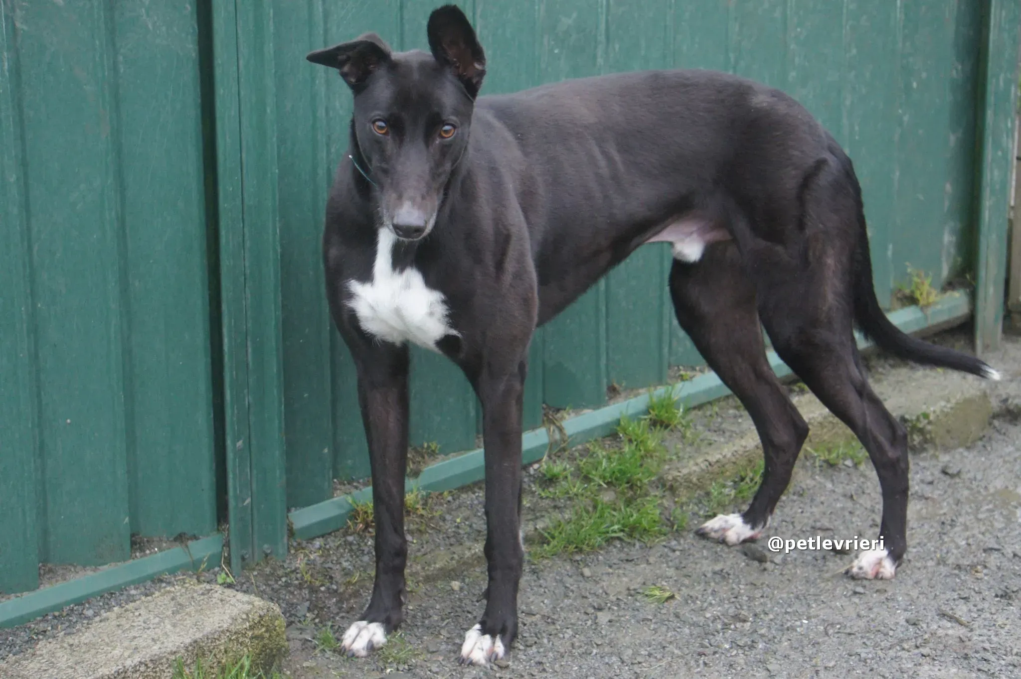 thomas adozione greyhound pet levrieri 06