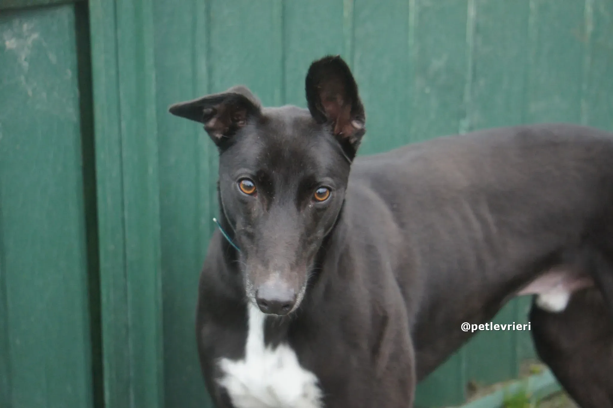 thomas adozione greyhound pet levrieri 07