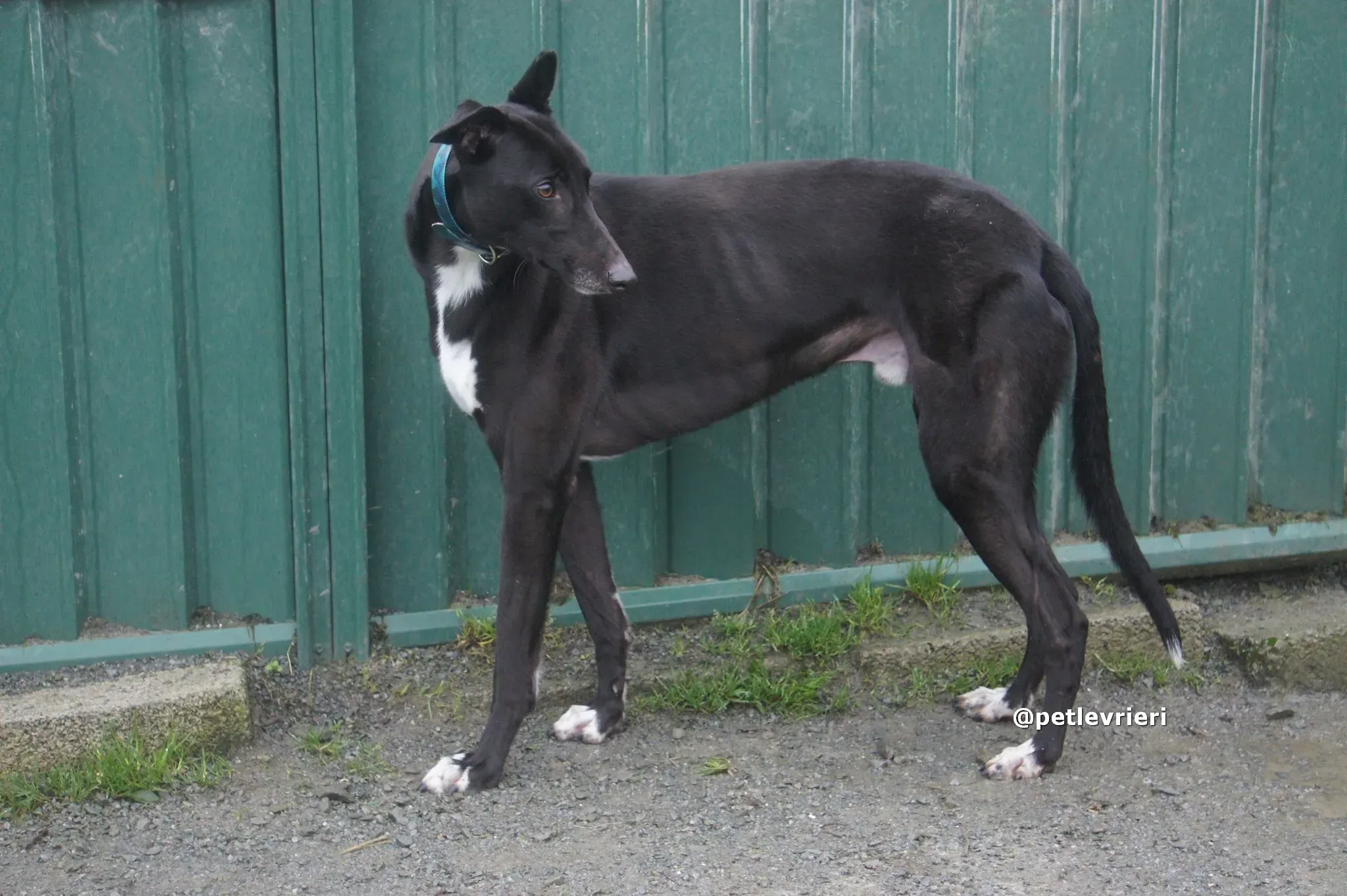 thomas adozione greyhound pet levrieri 08