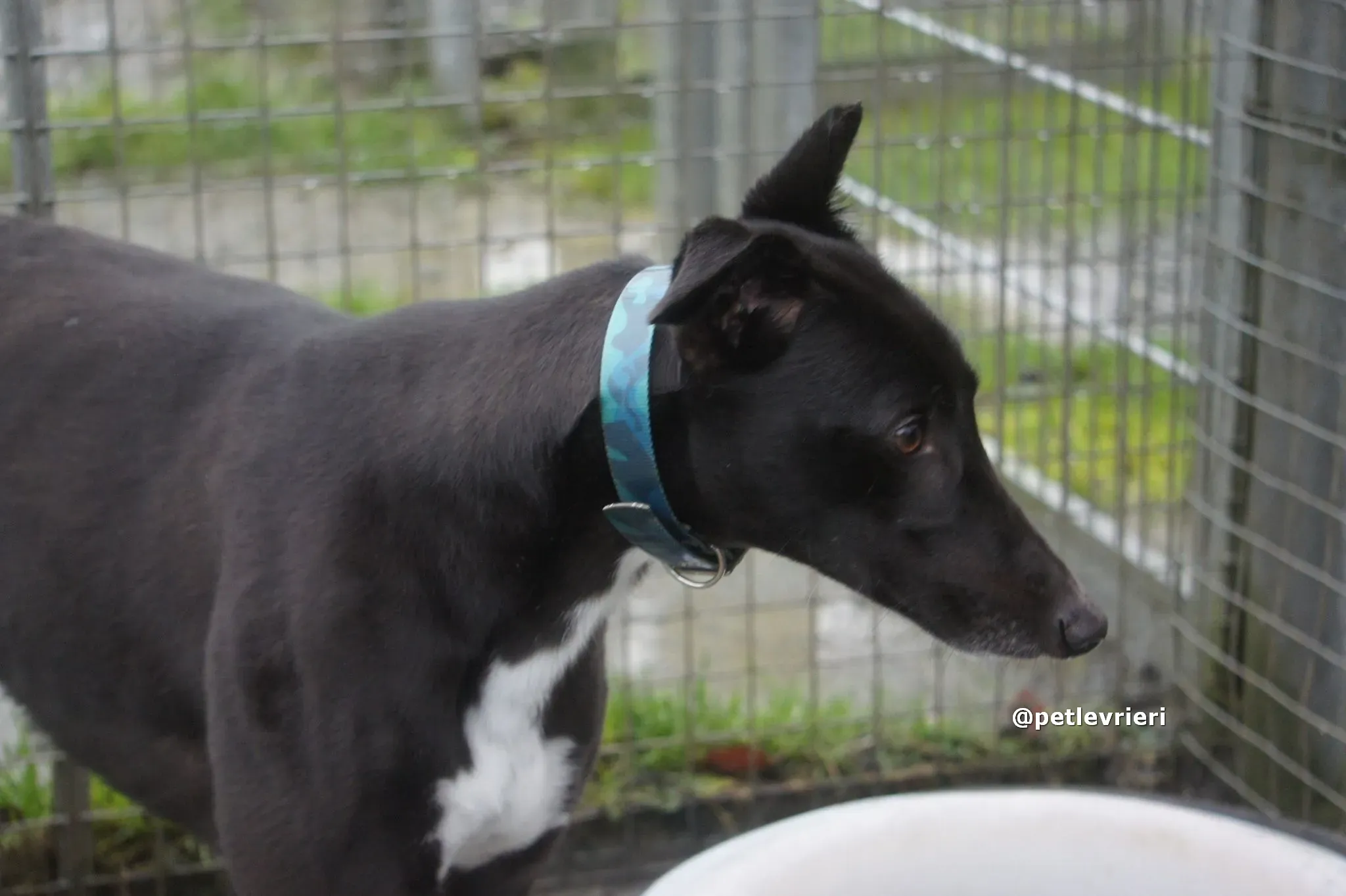 thomas adozione greyhound pet levrieri 09