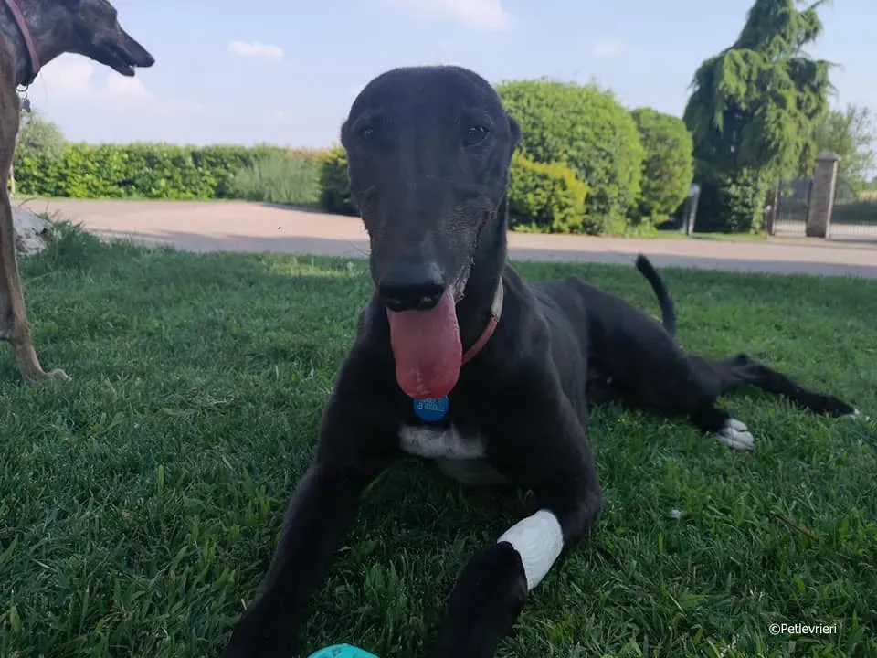 thunder sen adozione greyhound macao 1