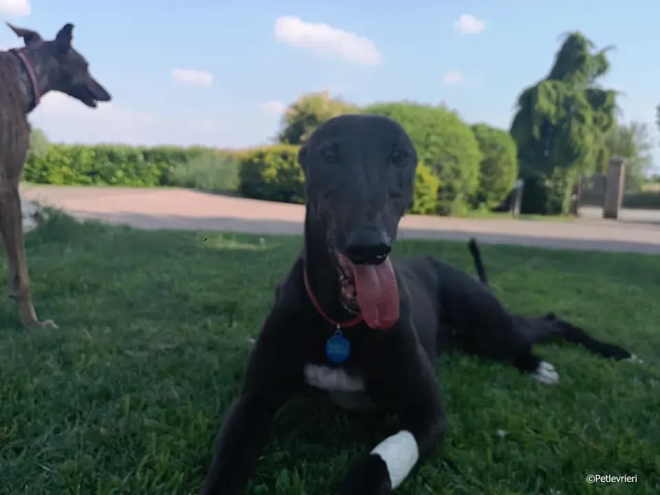 thunder sen adozione greyhound macao 2