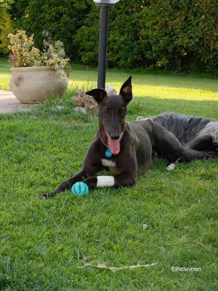 thunder sen adozione greyhound macao 3