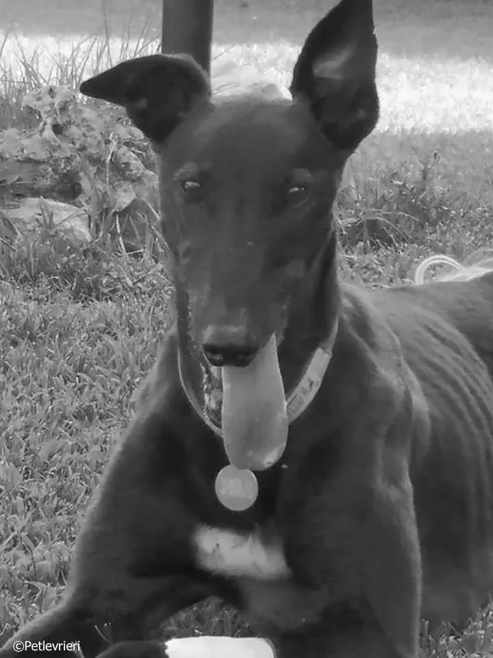 thunder sen adozione greyhound macao 4