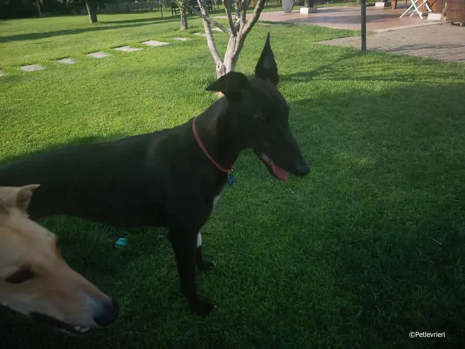 thunder sen adozione greyhound macao 5