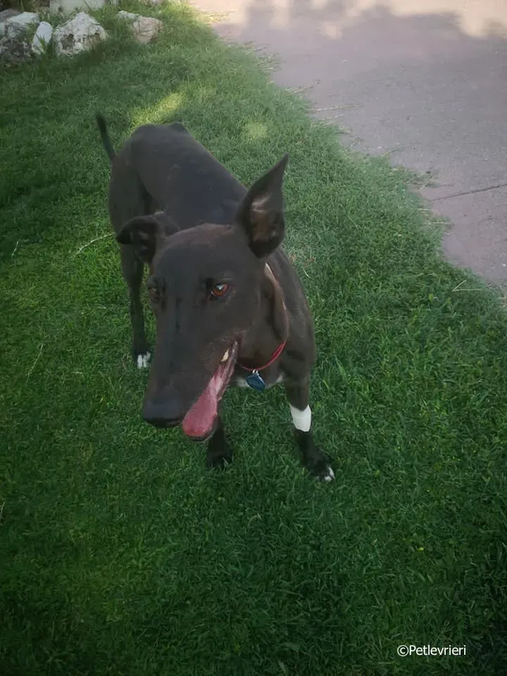 thunder sen adozione greyhound macao 6