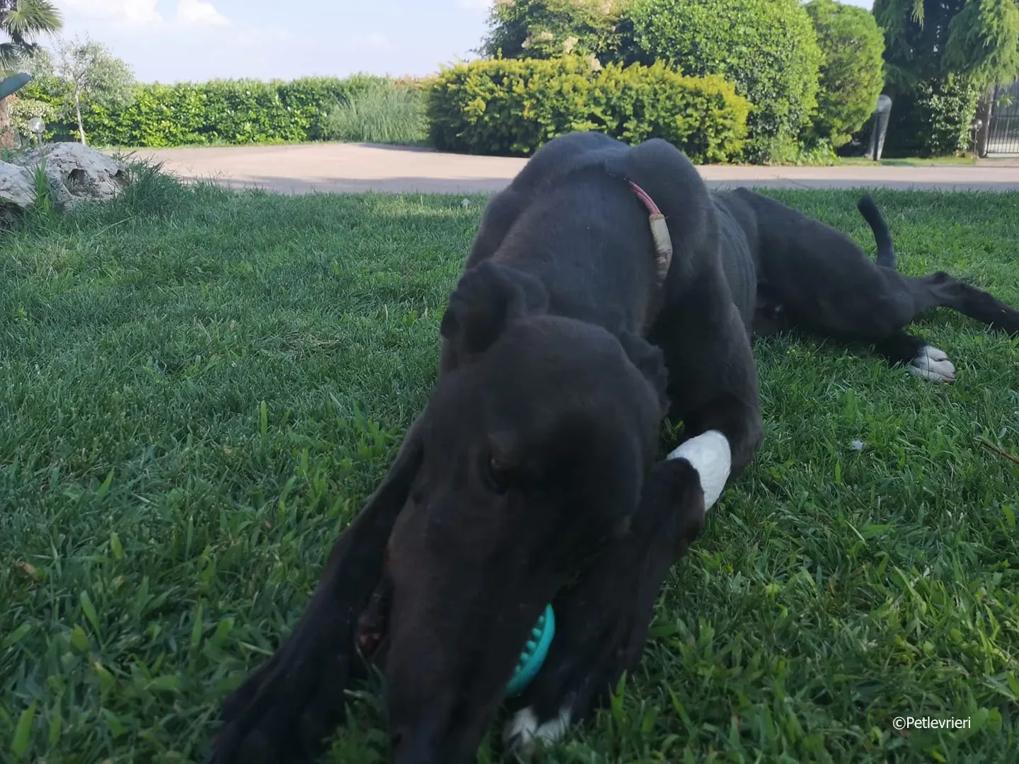 thunder sen adozione greyhound macao 7