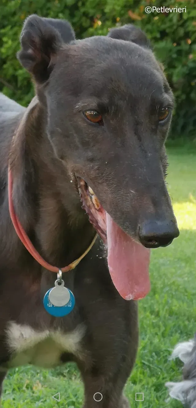 thunder sen adozione greyhound macao 8