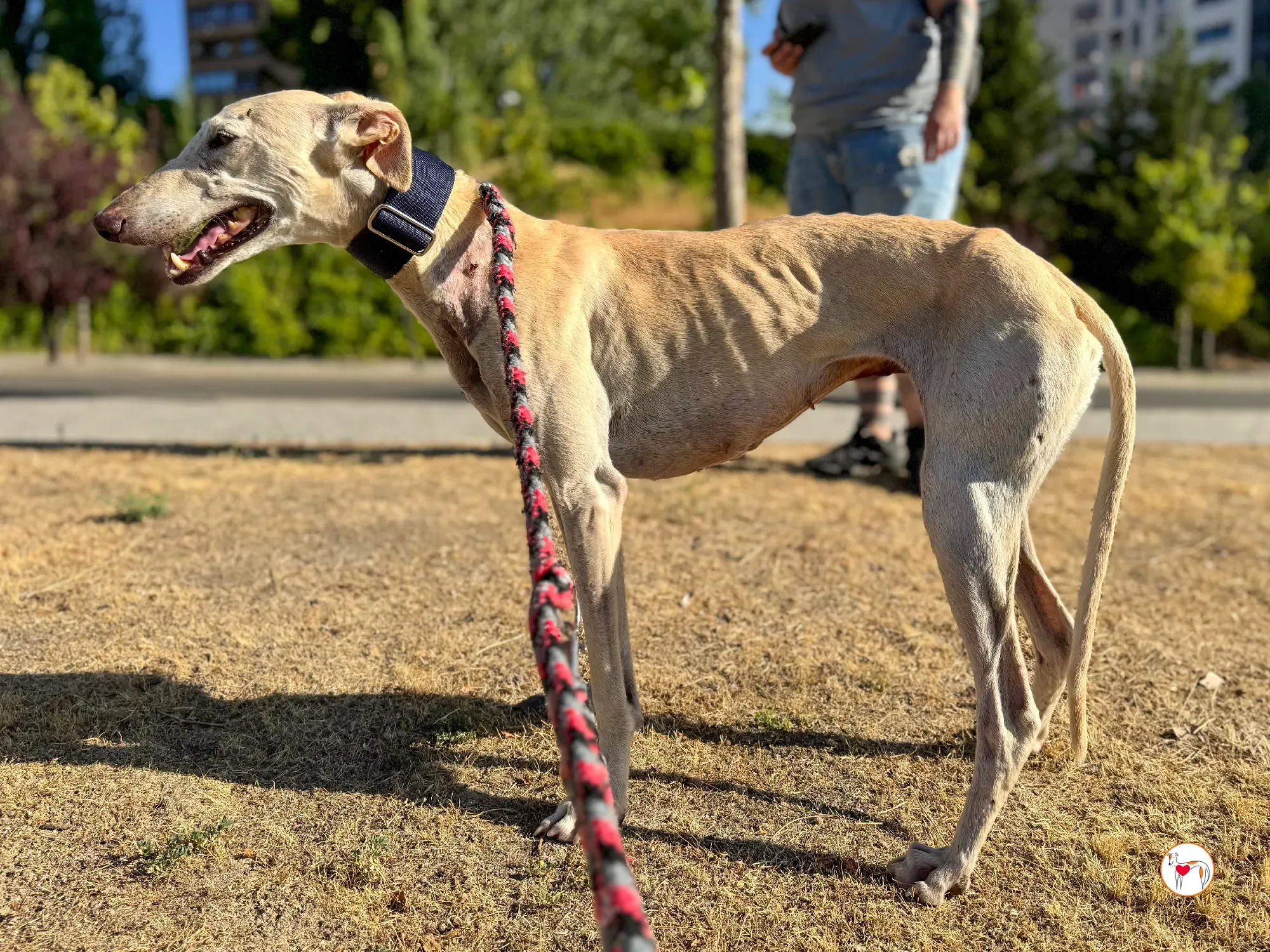 tiana galgo adozione 01