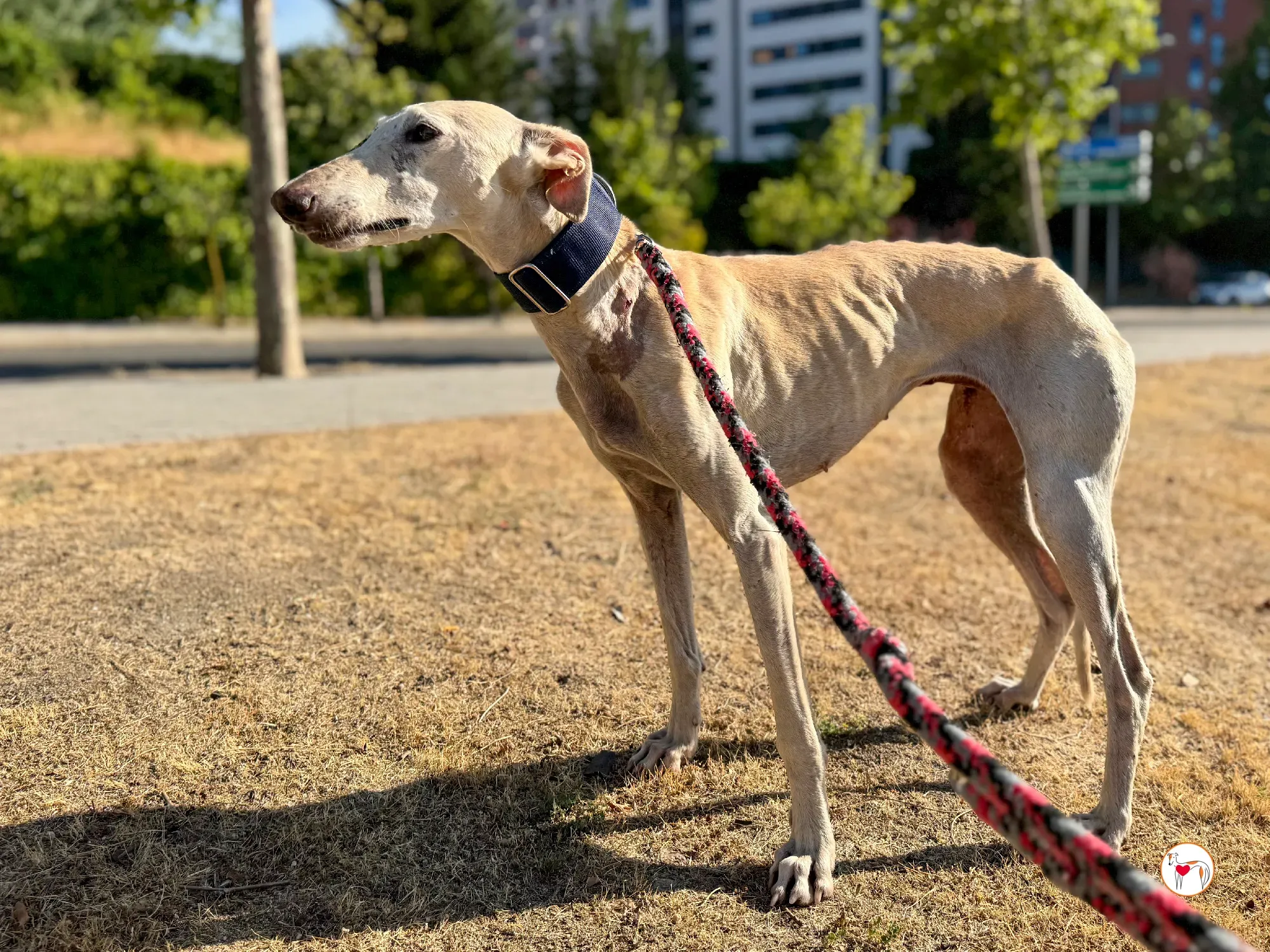 tiana galgo adozione 02