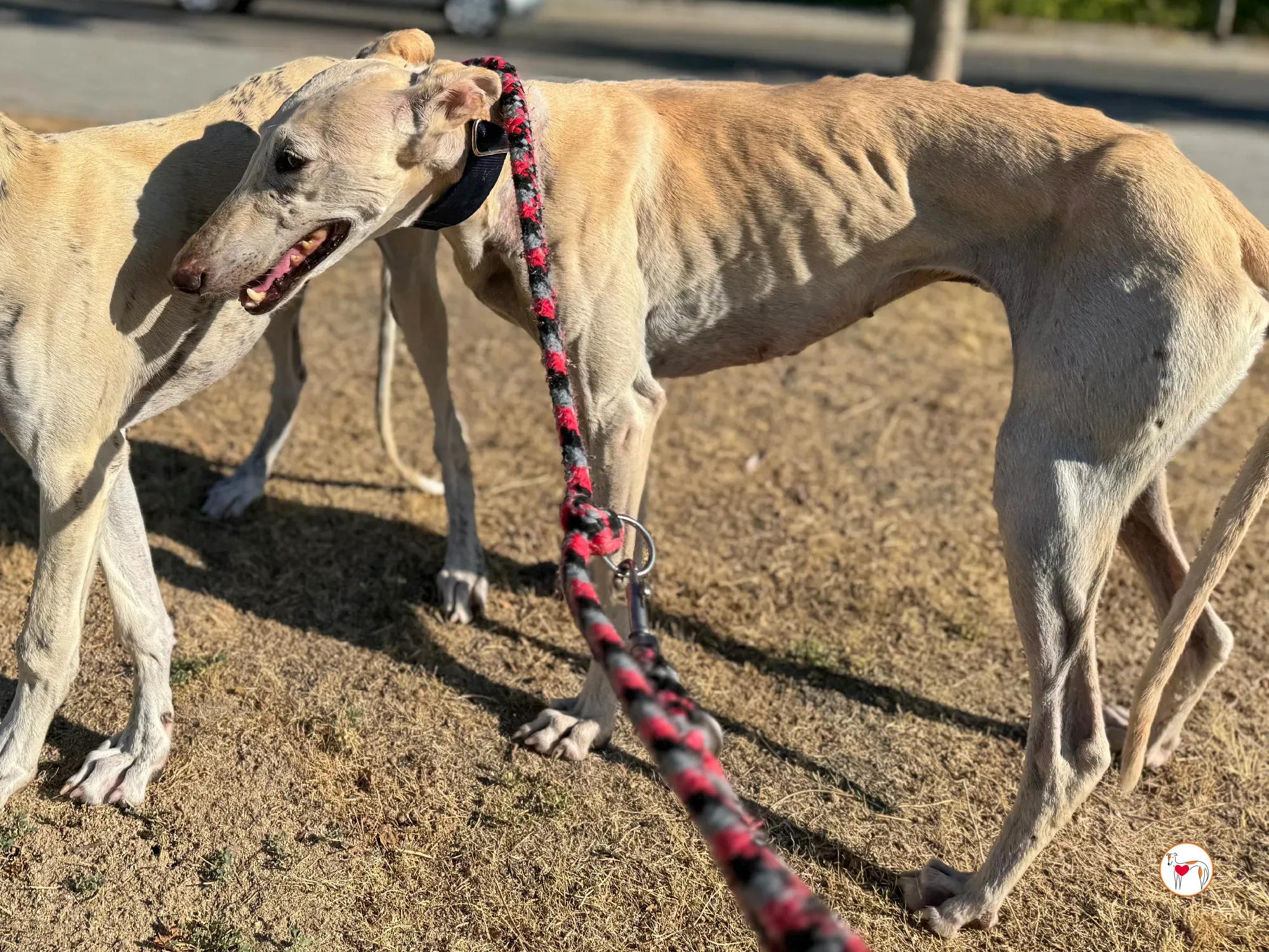 tiana galgo adozione 03