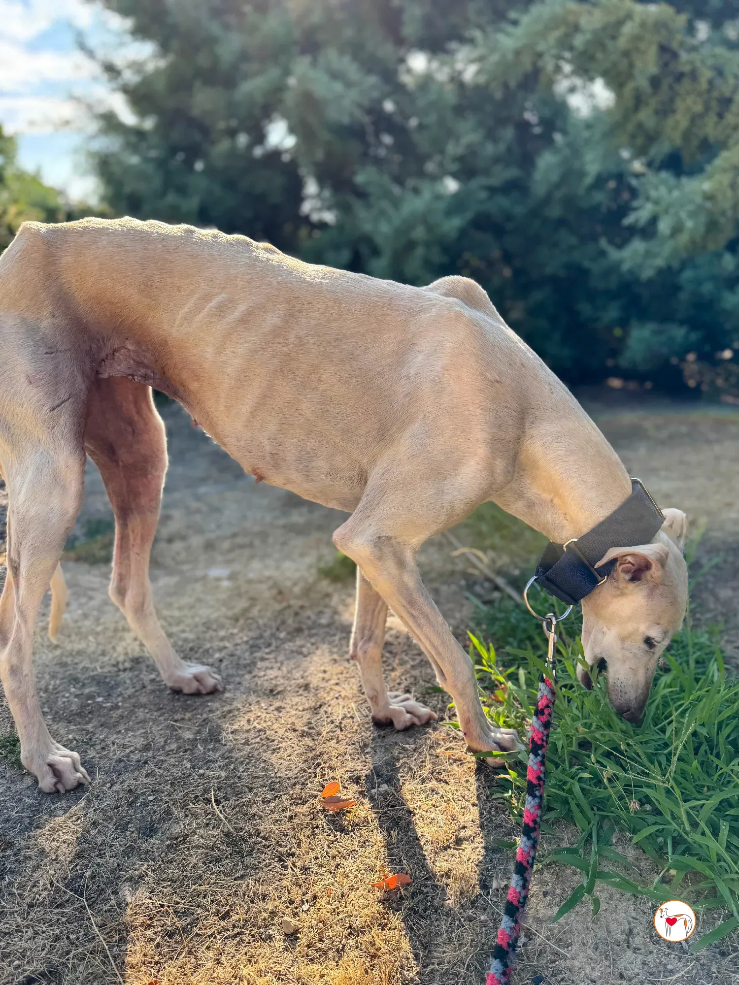 tiana galgo adozione 04