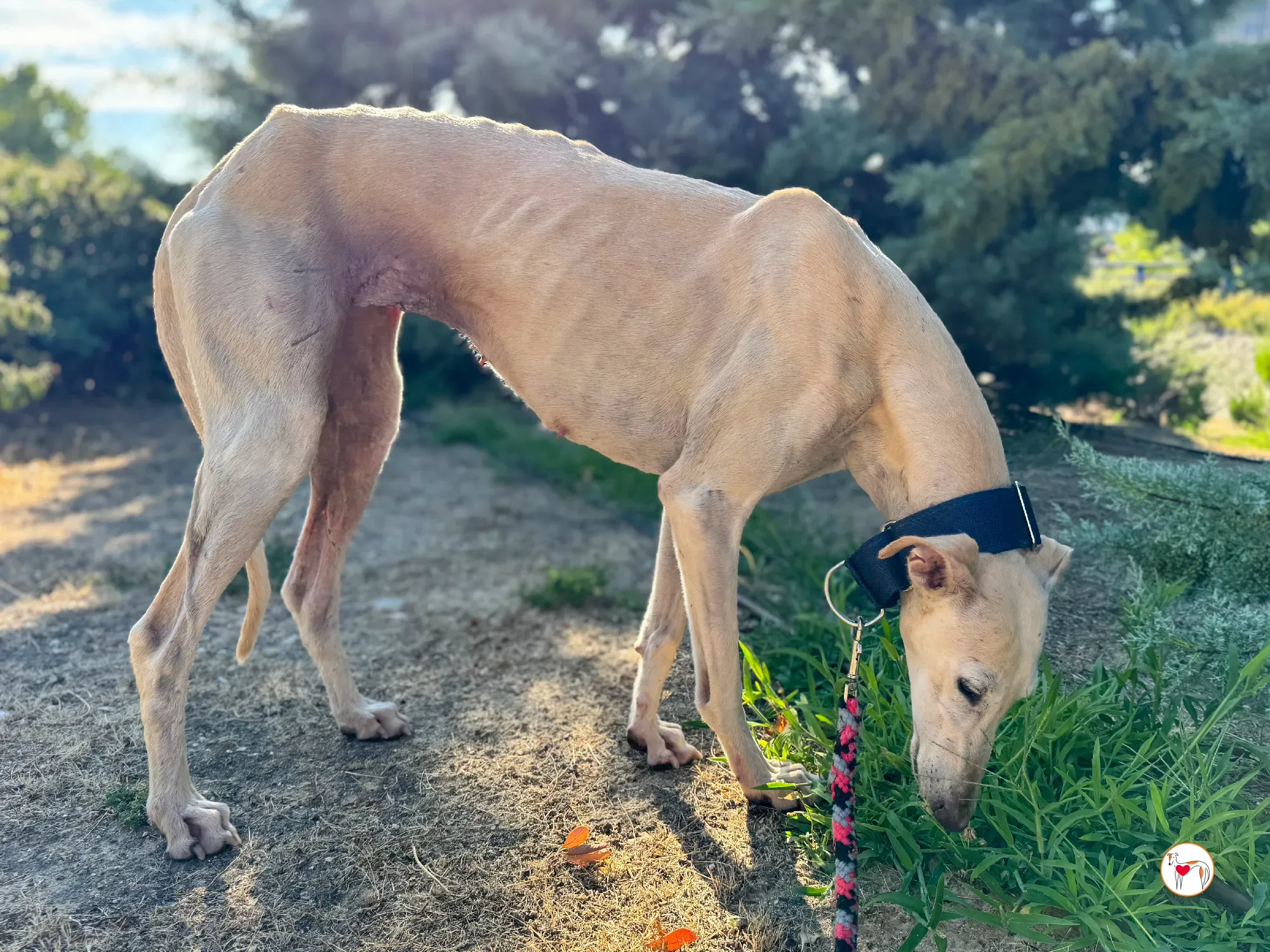 tiana galgo adozione 05