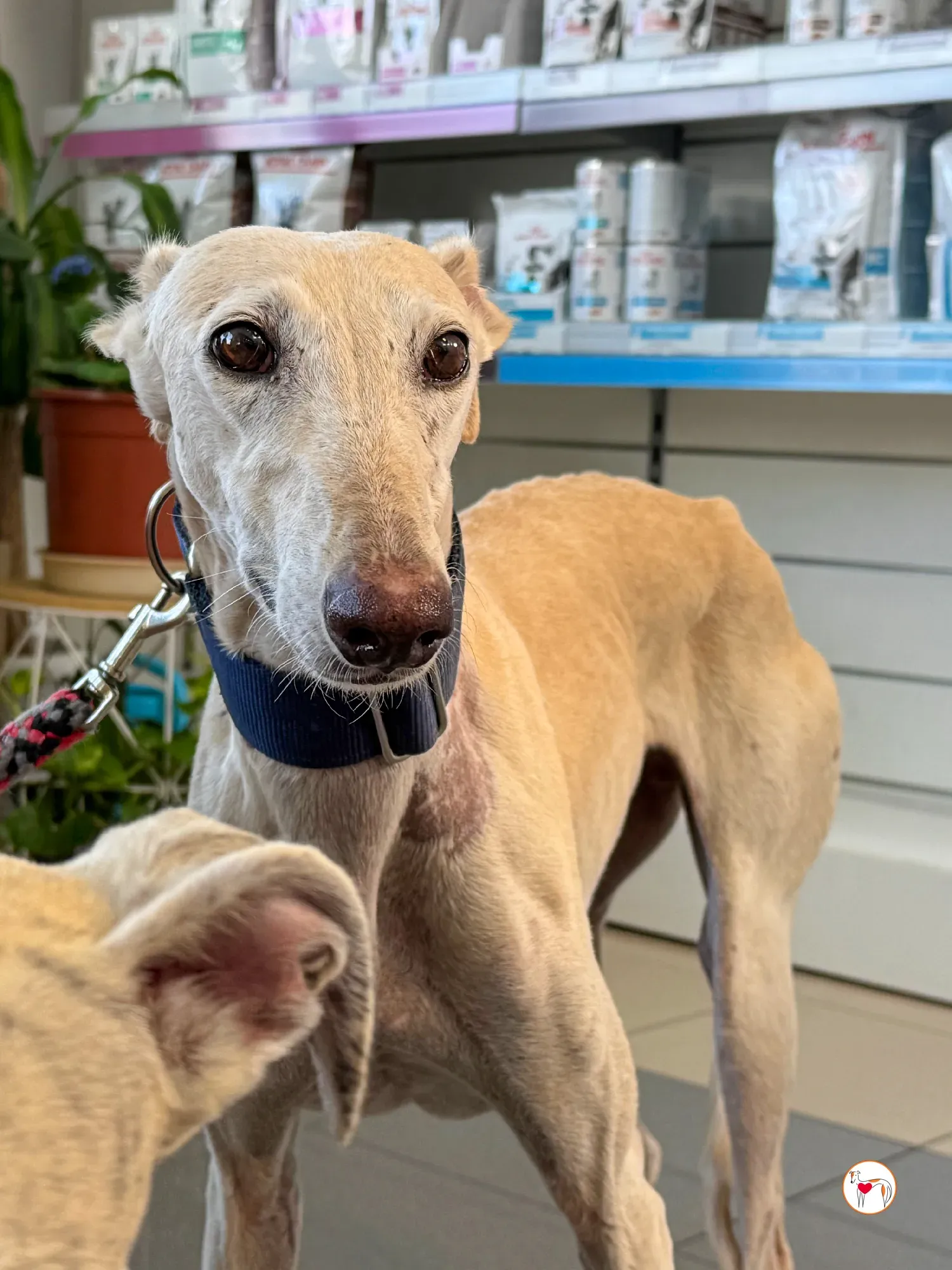 tiana galgo adozione 06