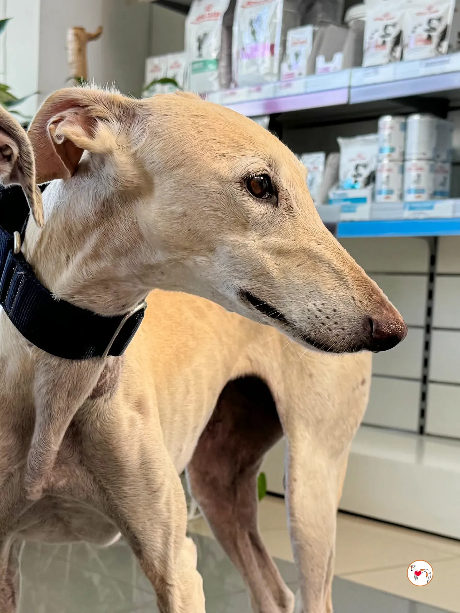 tiana galgo adozione 07