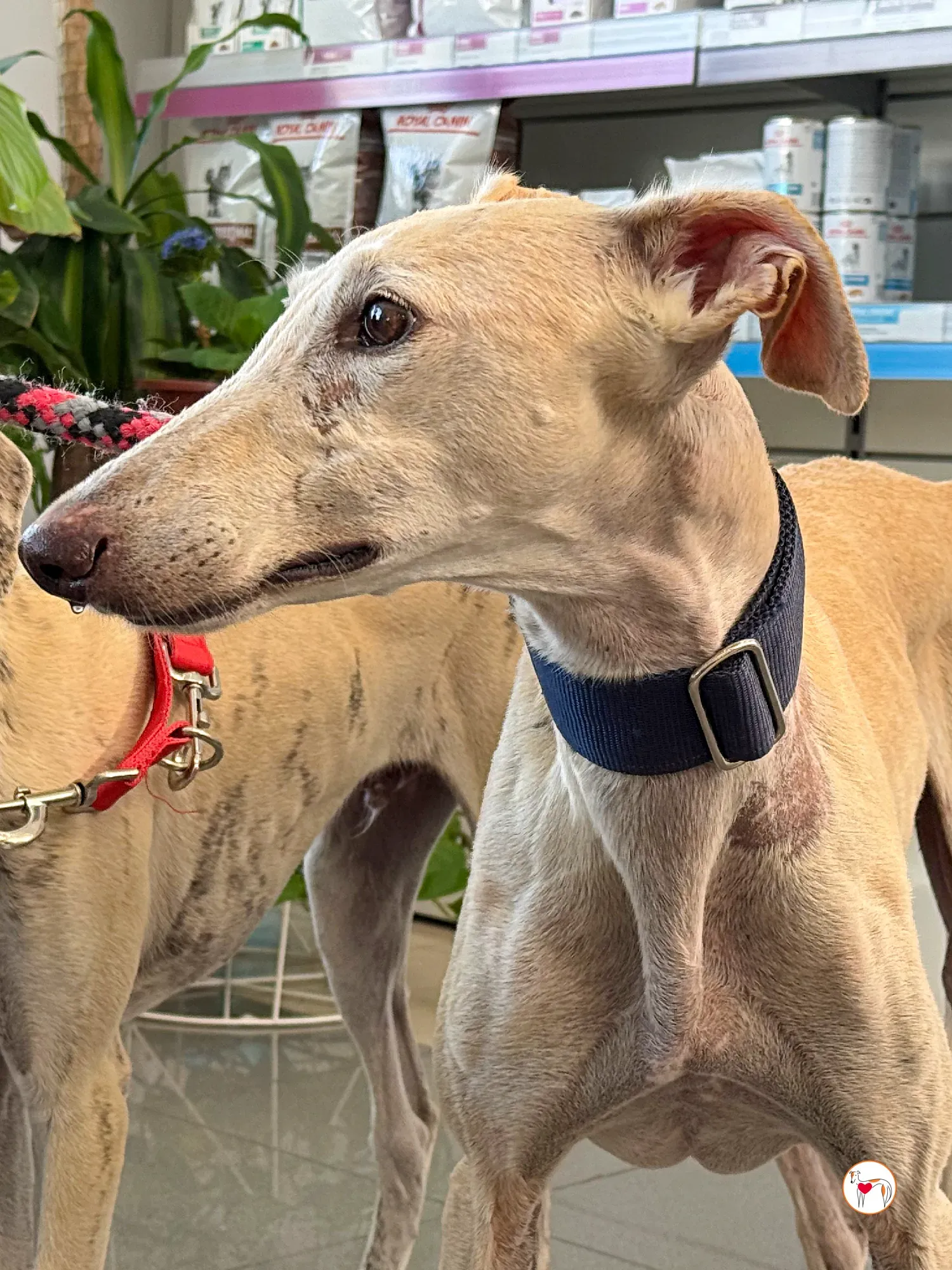 tiana galgo adozione 08