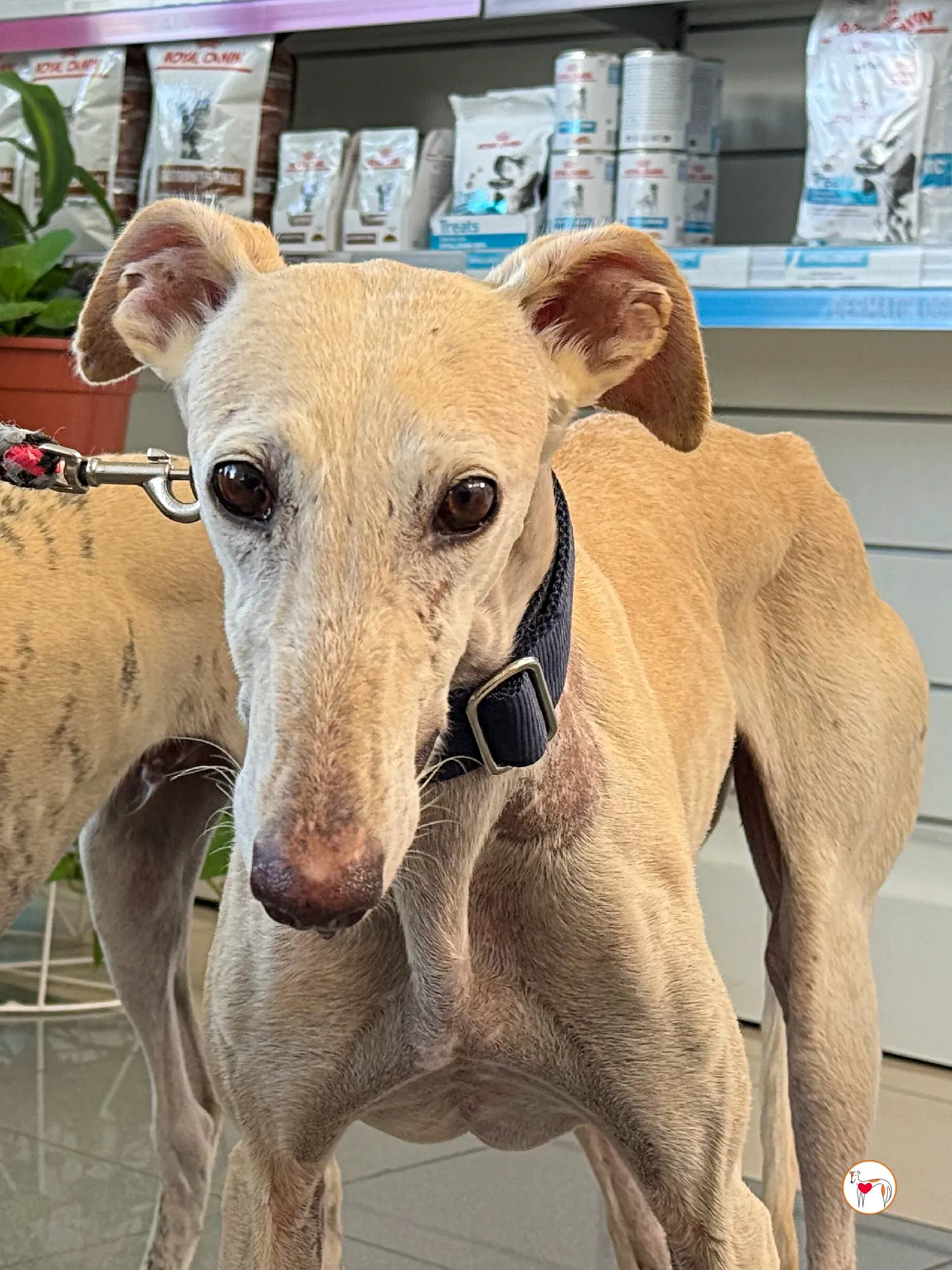 tiana galgo adozione 09