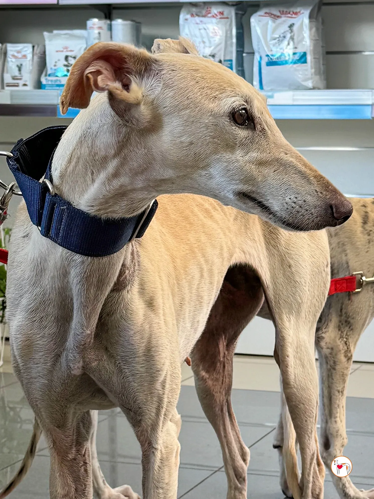 tiana galgo adozione 10