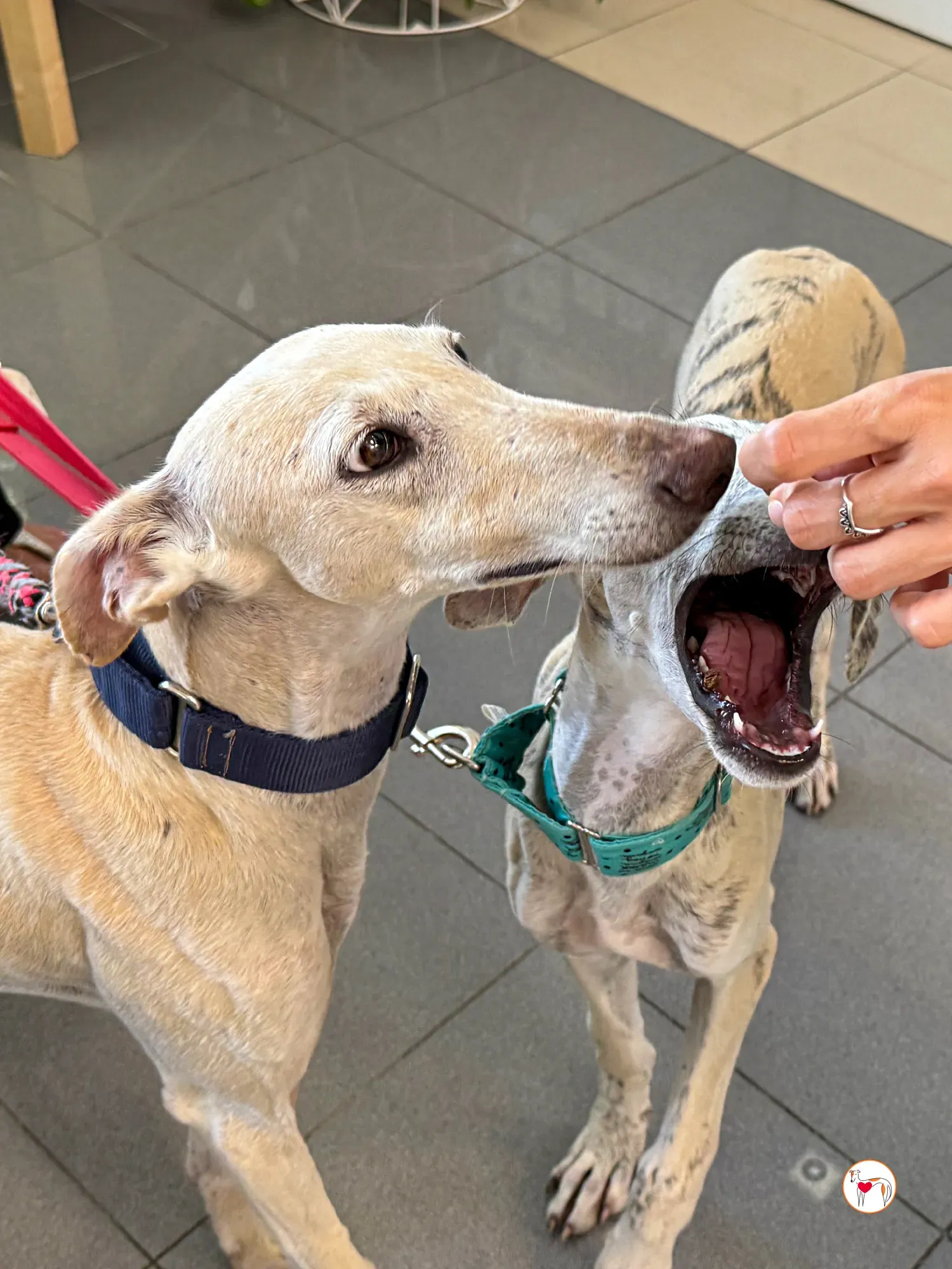 tiana galgo adozione 11