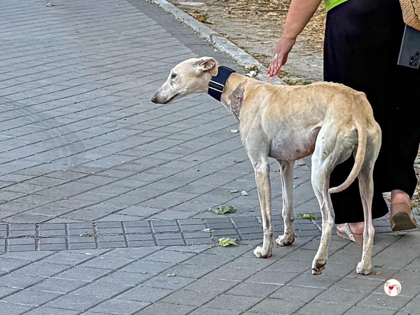 tiana galgo adozione 12