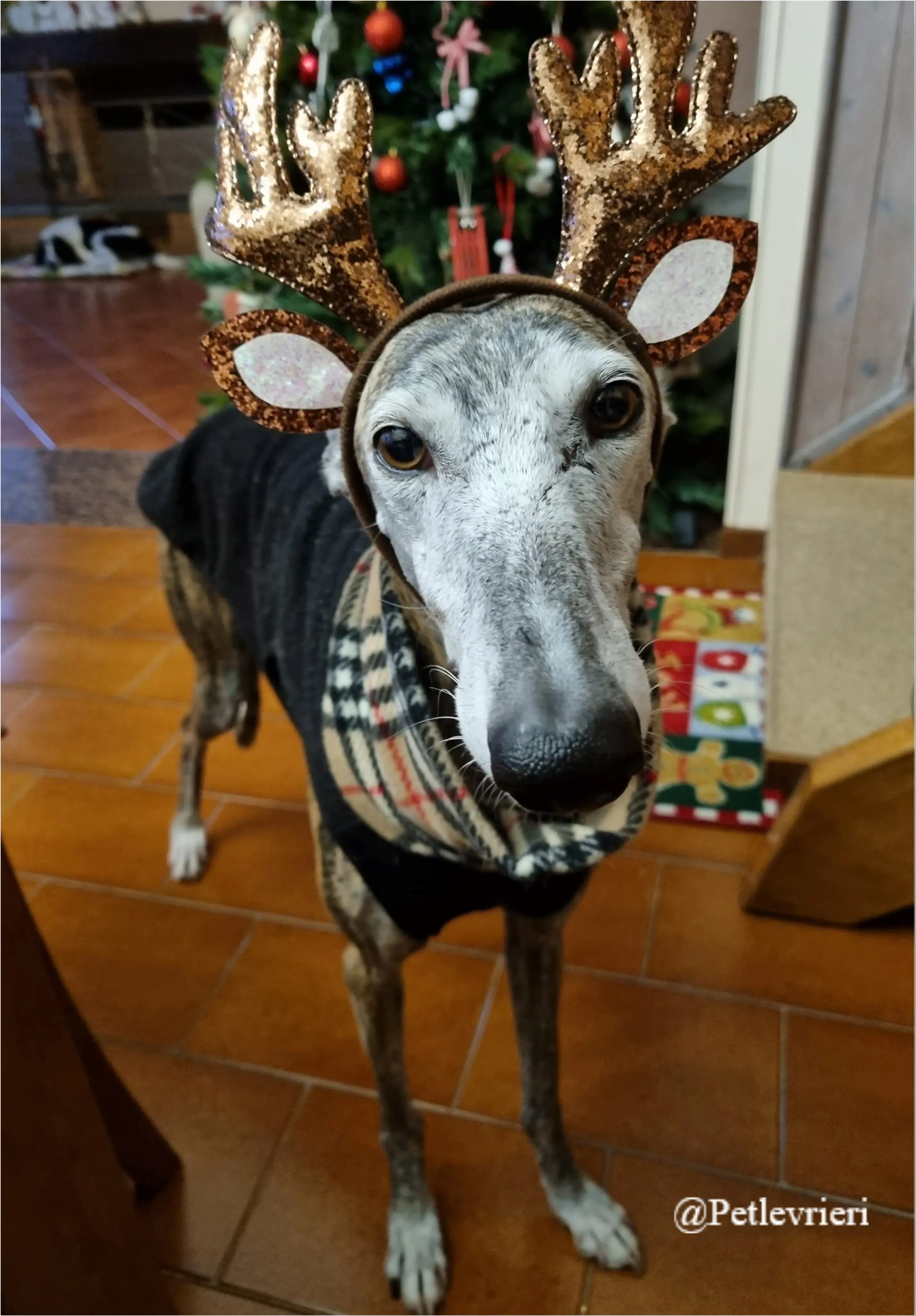 tica pet levrieri natale 2021
