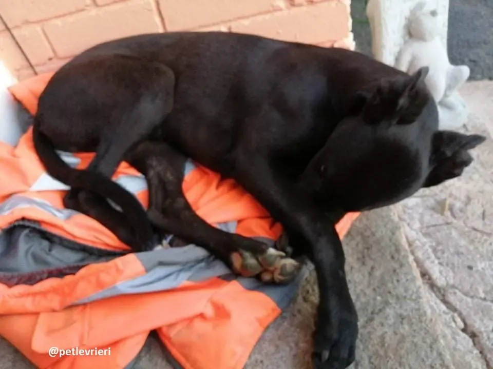 tiche adozione greyhound 2