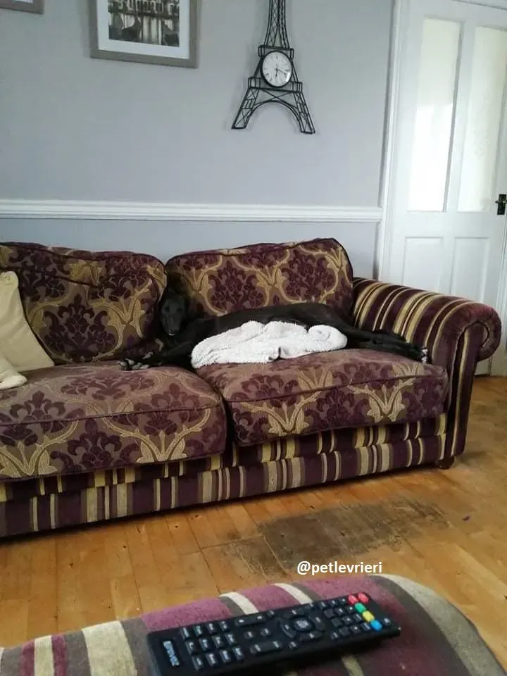 tiche adozione greyhound 3jpg