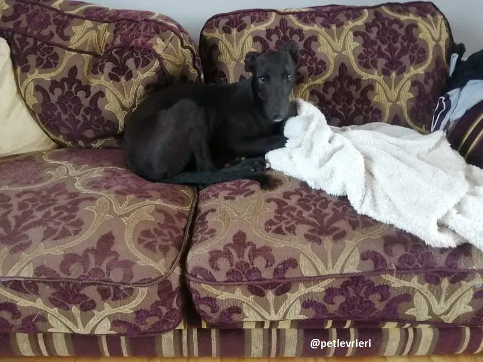 tiche adozione greyhound 4jpg