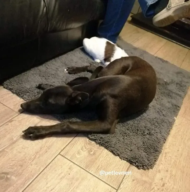 tiche adozione greyhound 5