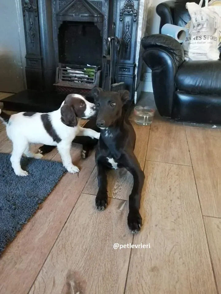 tiche adozione greyhound 6