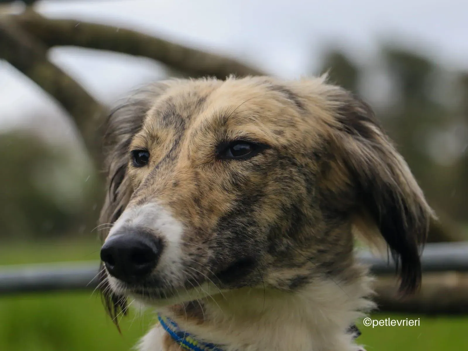 tiffany lurcher saluki adozione petlevrieri 01