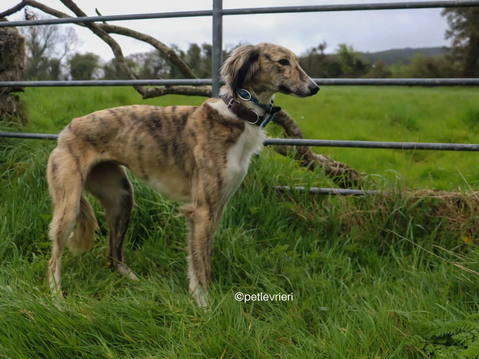 tiffany lurcher saluki adozione petlevrieri 02