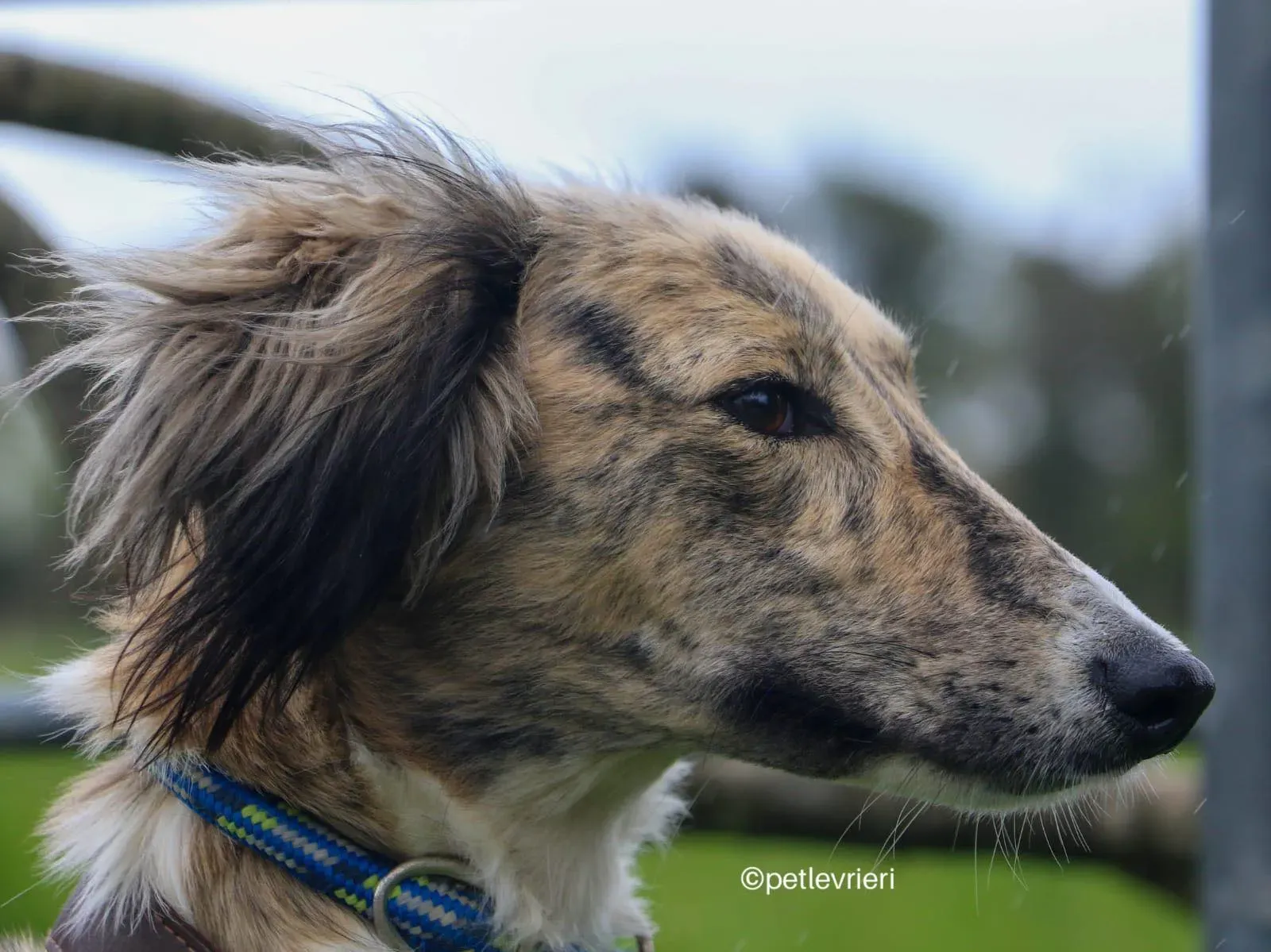 tiffany lurcher saluki adozione petlevrieri 03