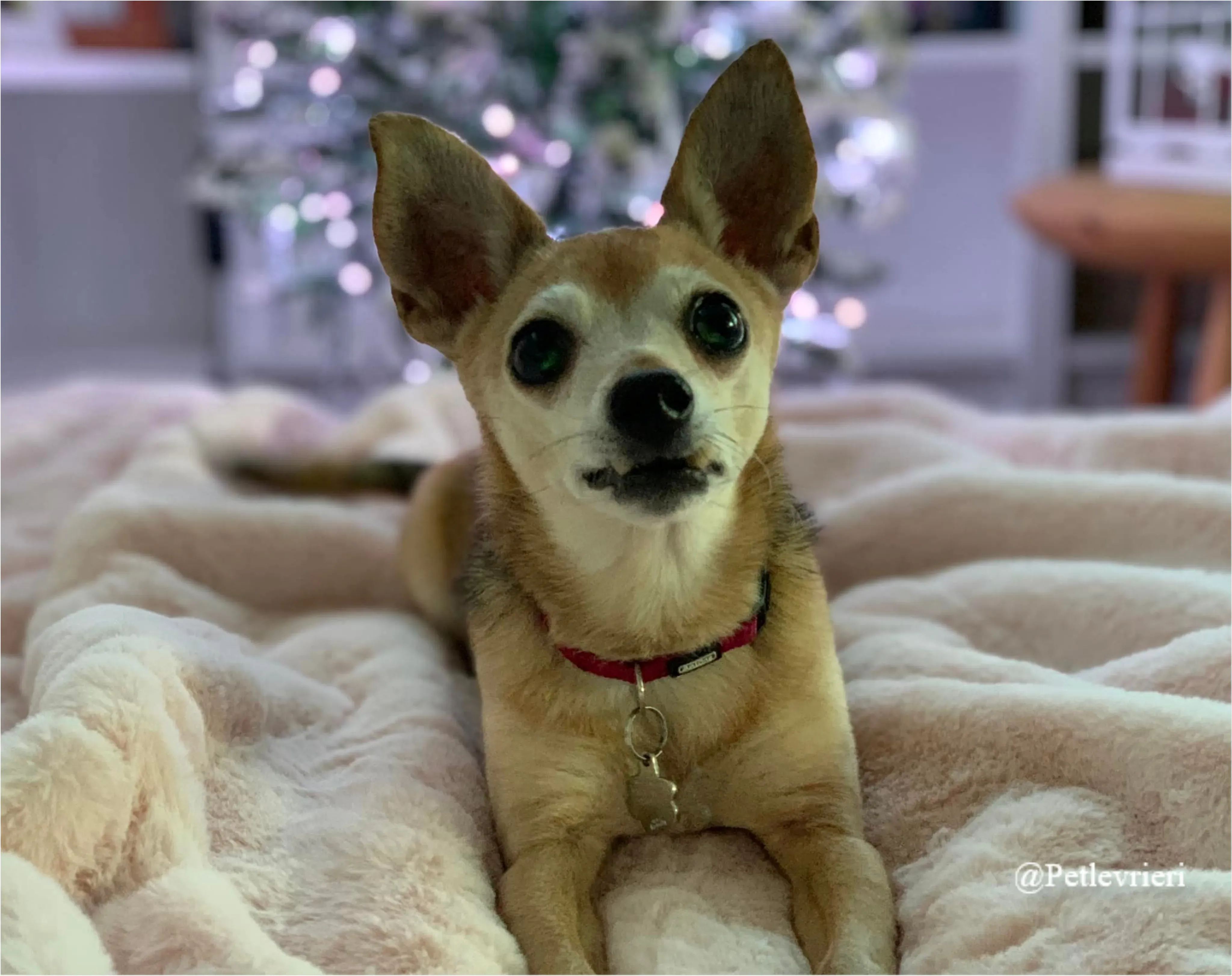 tiffany pet levrieri natale 2021