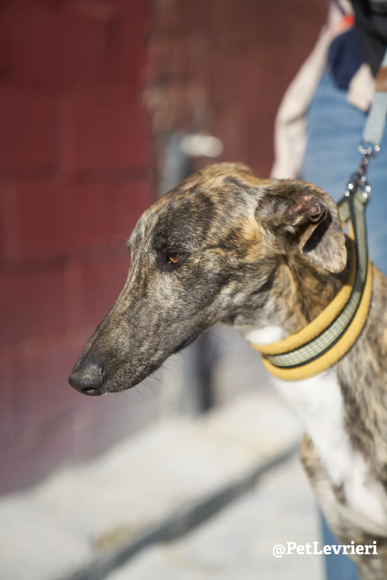 tiger adozione galgo 1