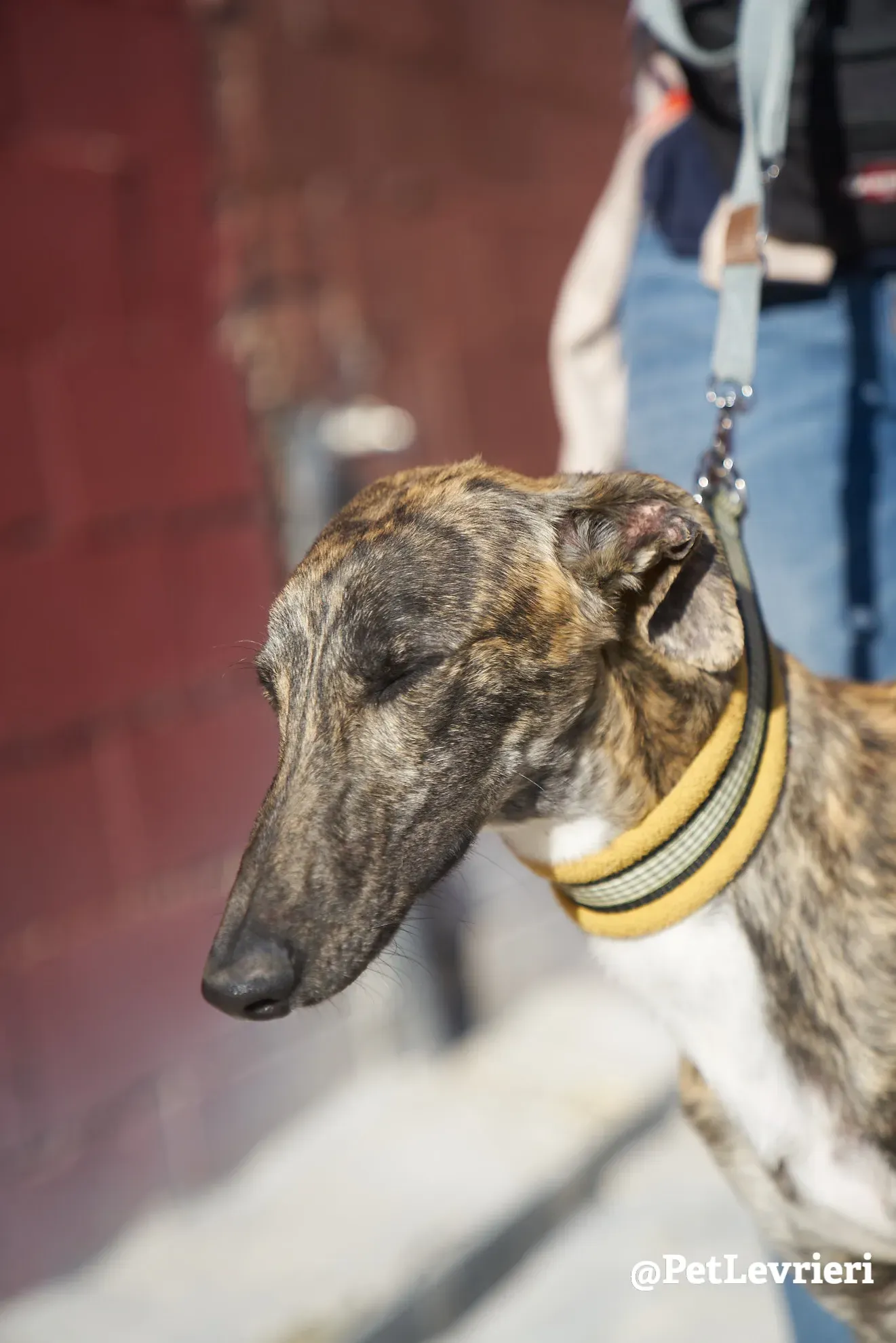 tiger adozione galgo 2