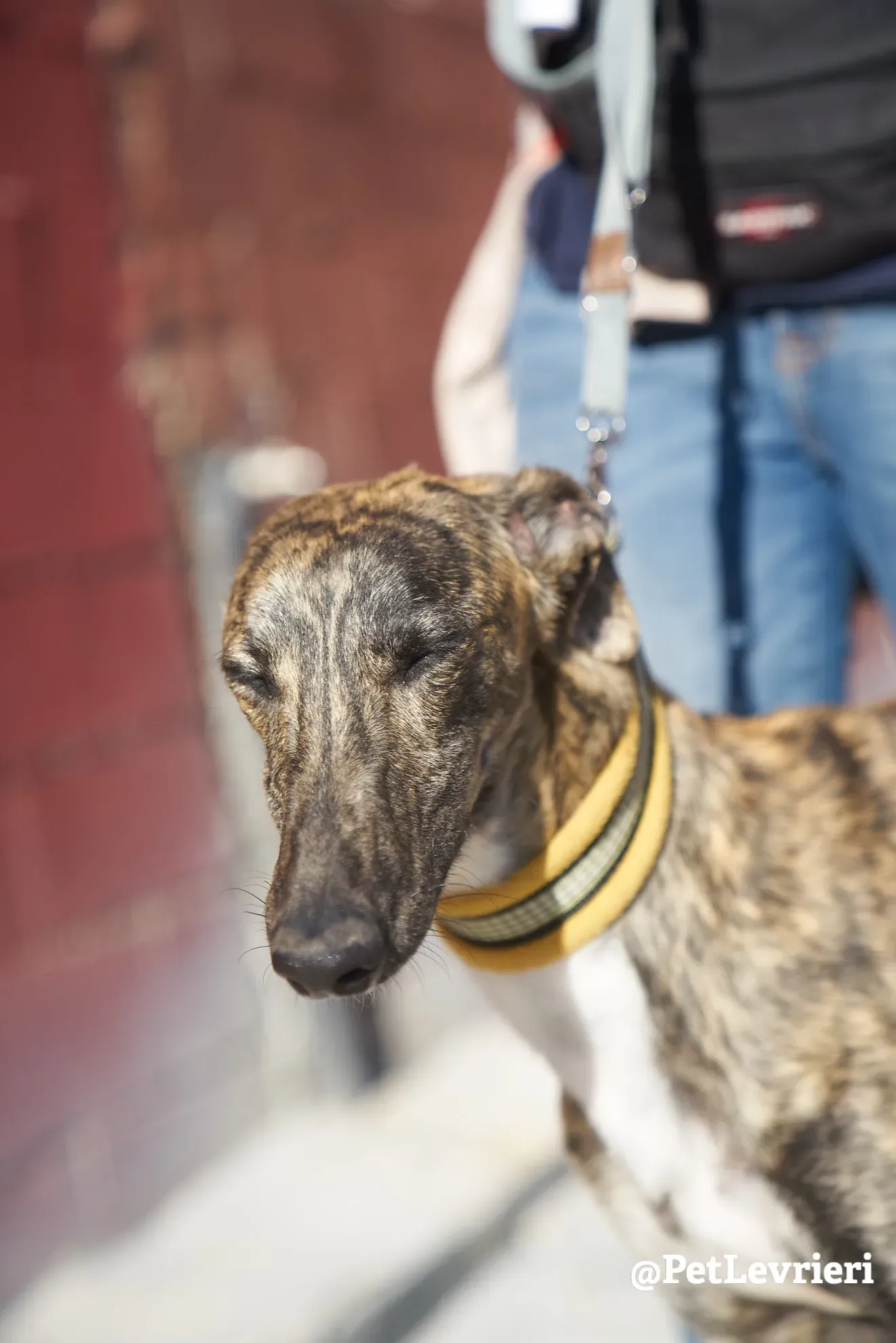 tiger adozione galgo 3